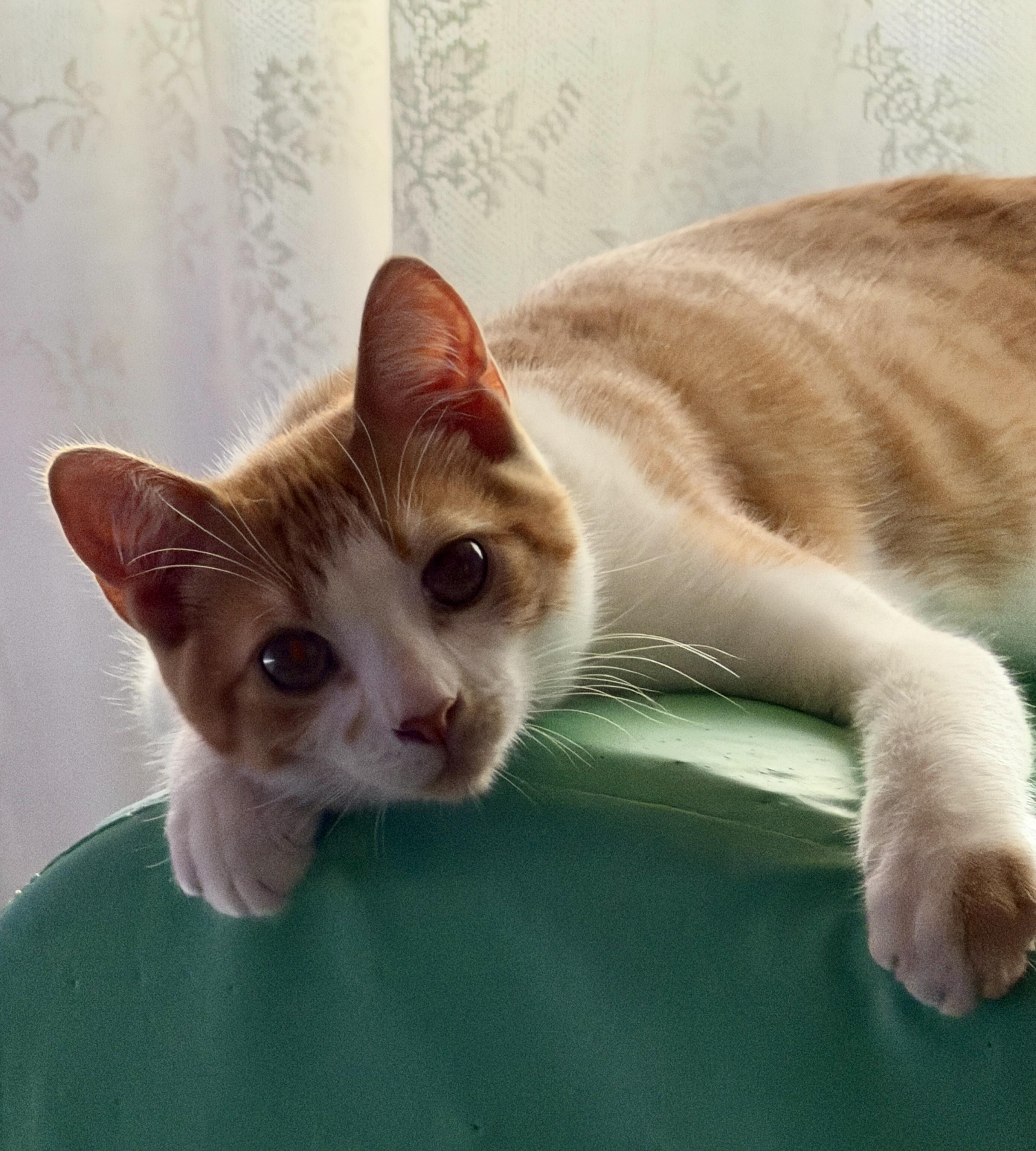 Pancake, a Adoptable mixed breed in Federal Way, WA image 5/6