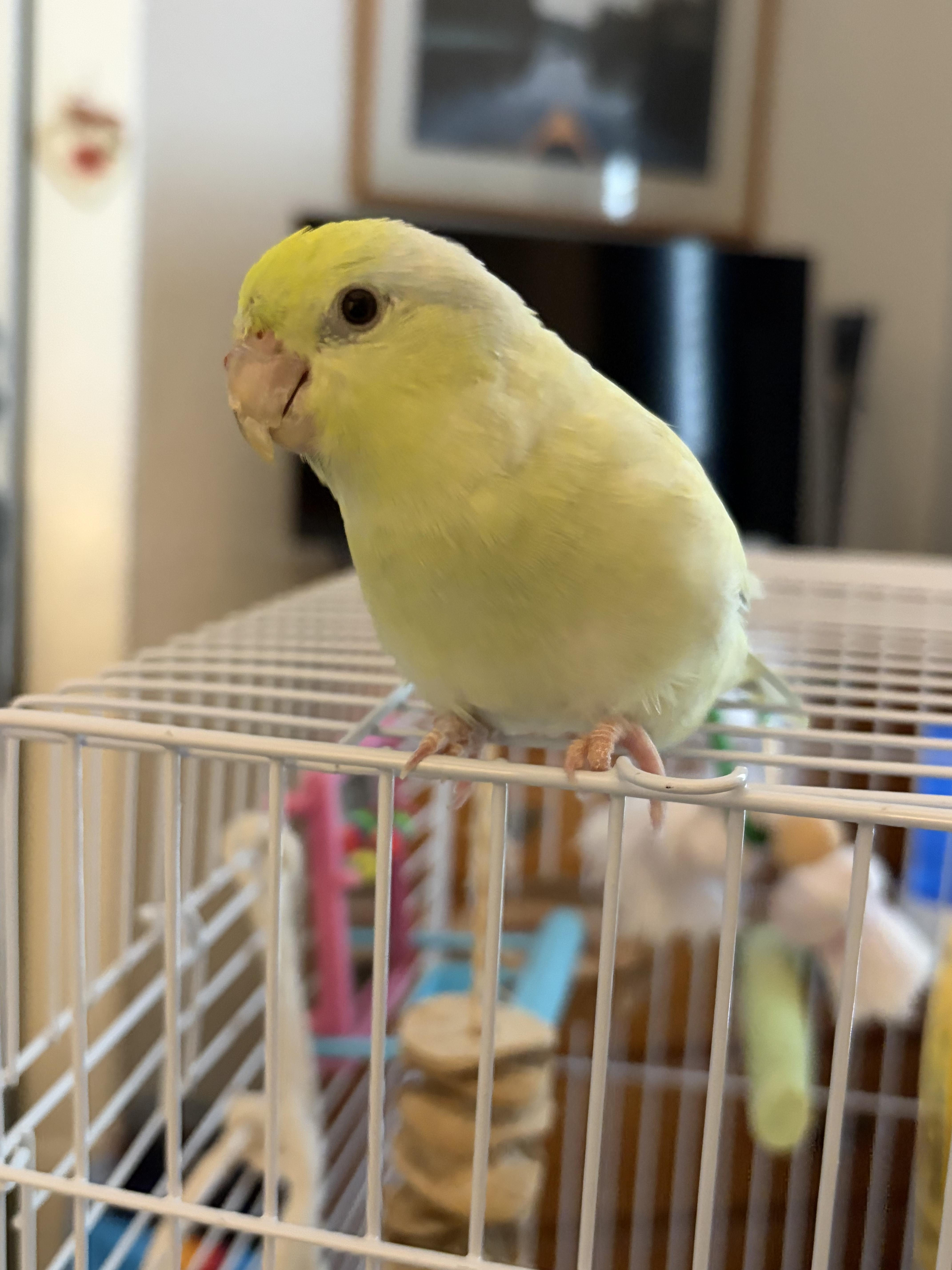 Enlarge Baby, an adopted Parrotlet in Babson Park, FL image 2/2