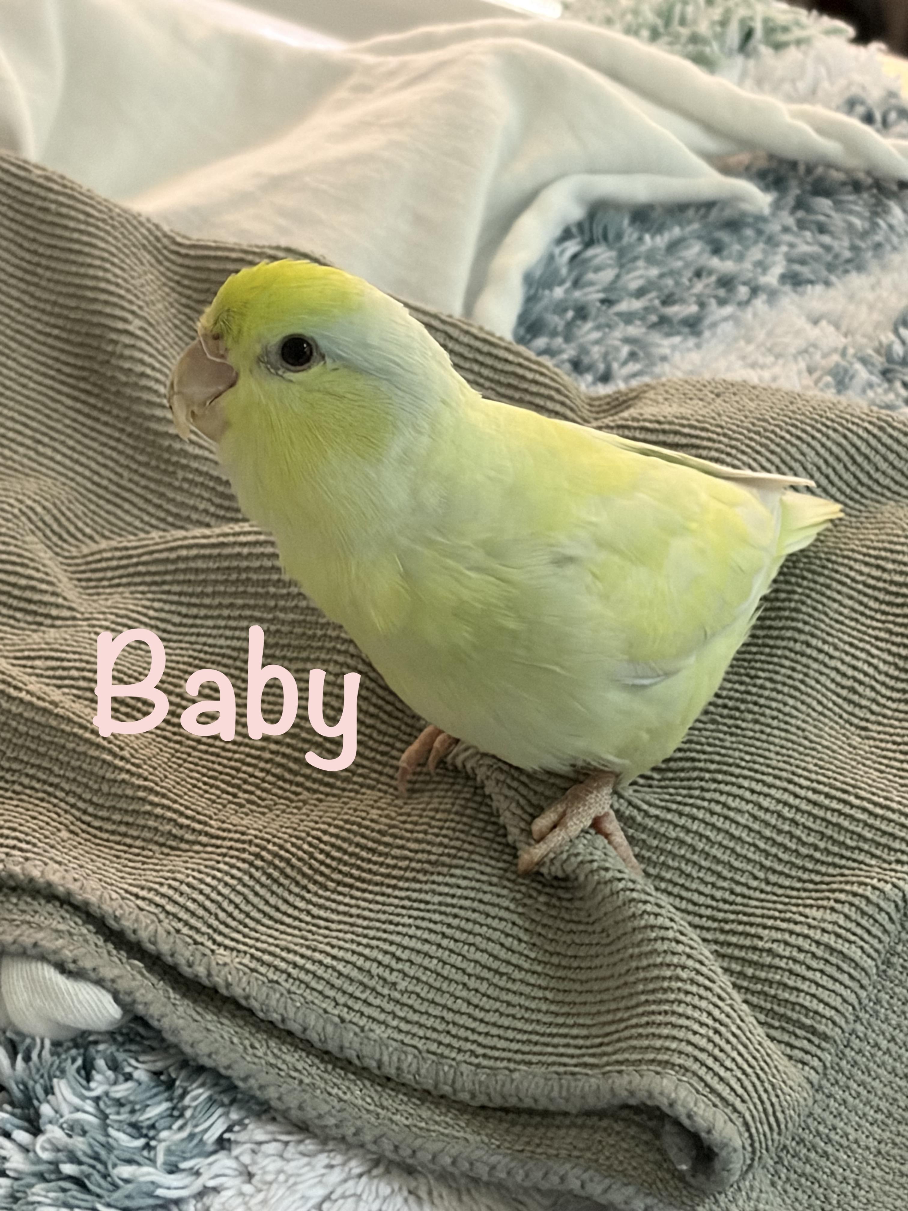 Baby, adopted, Young Female Parrotlet.
