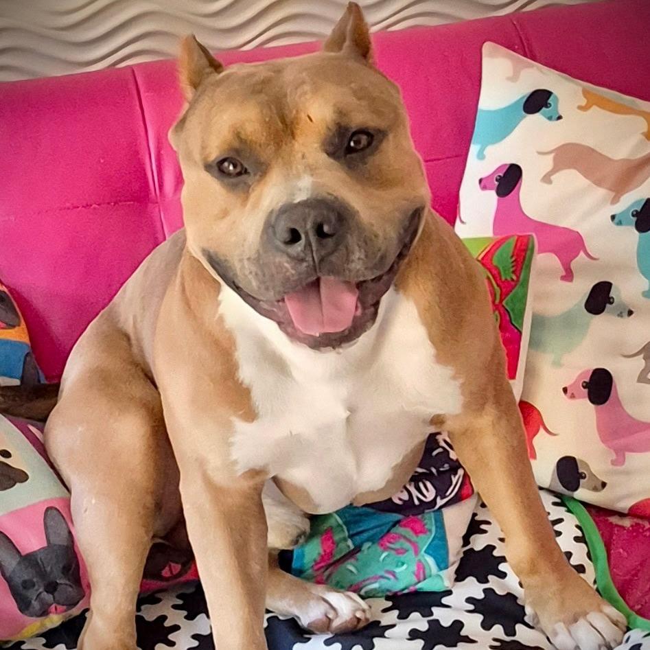 Gengar, Adoptable, Adult Male American Bulldog.