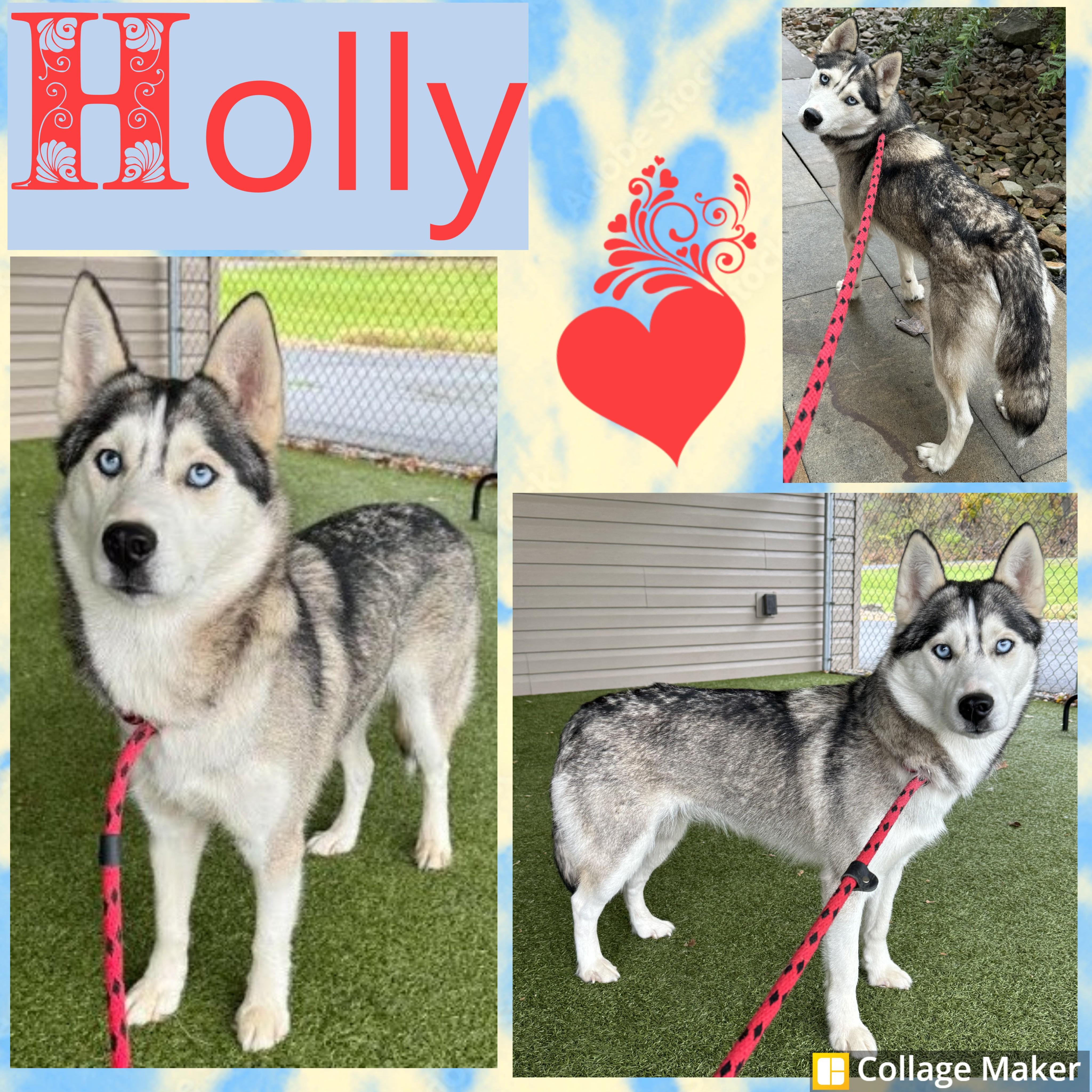 Holly