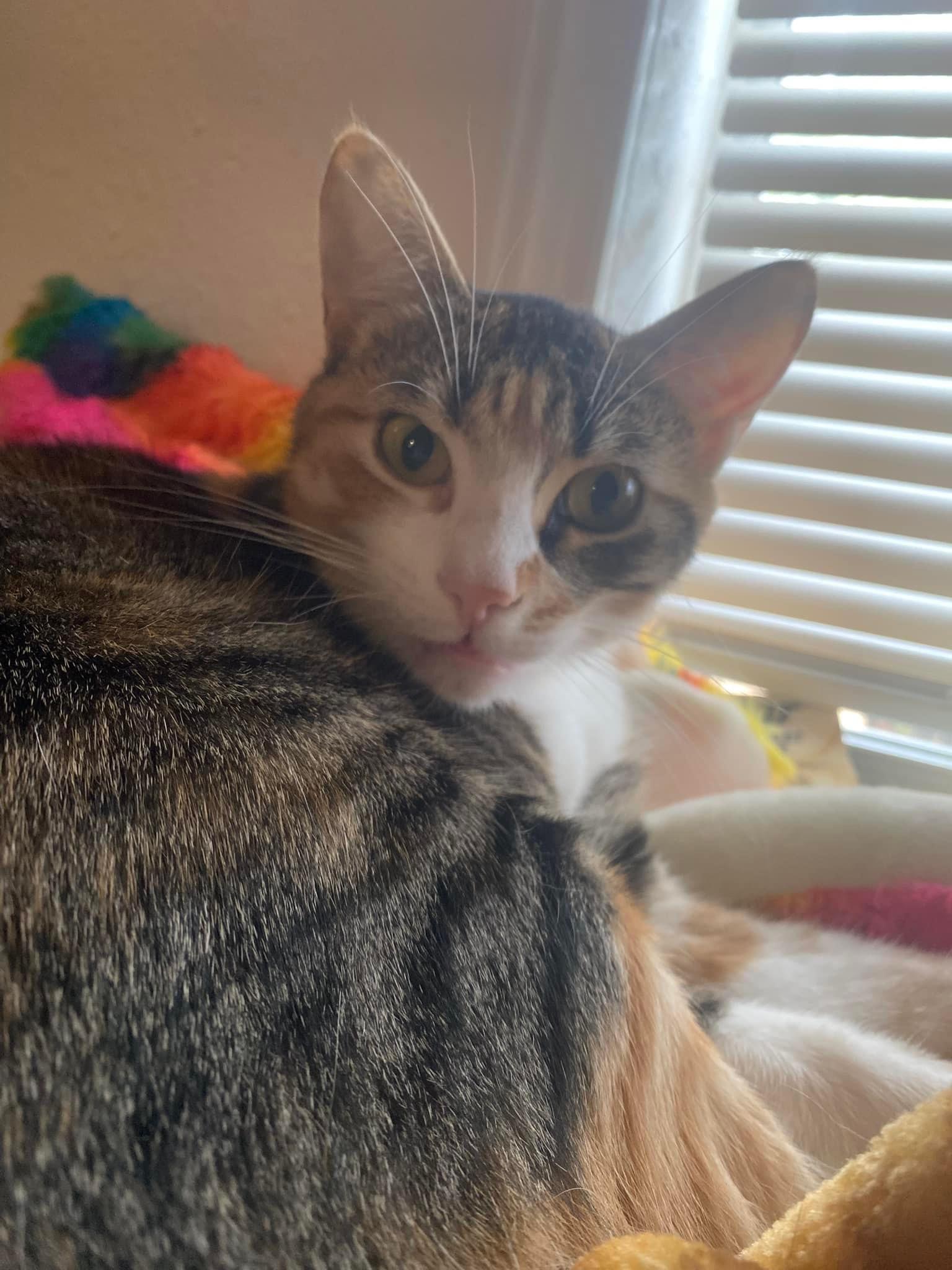 Finn Girl, Adult Female Calico