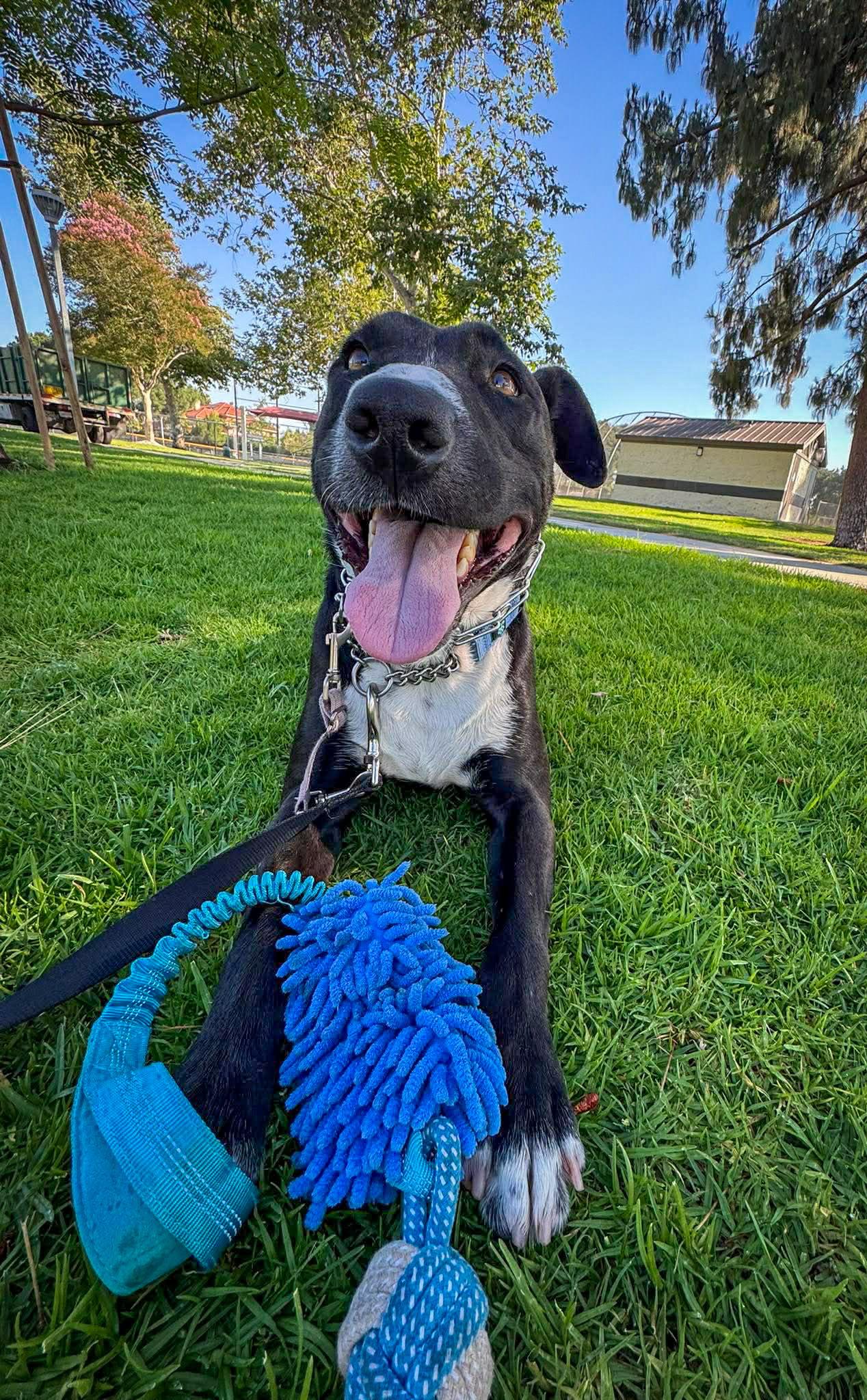 Enlarge Murphy, a Adoptable Labrador Retriever in San Diego, CA image 1/3