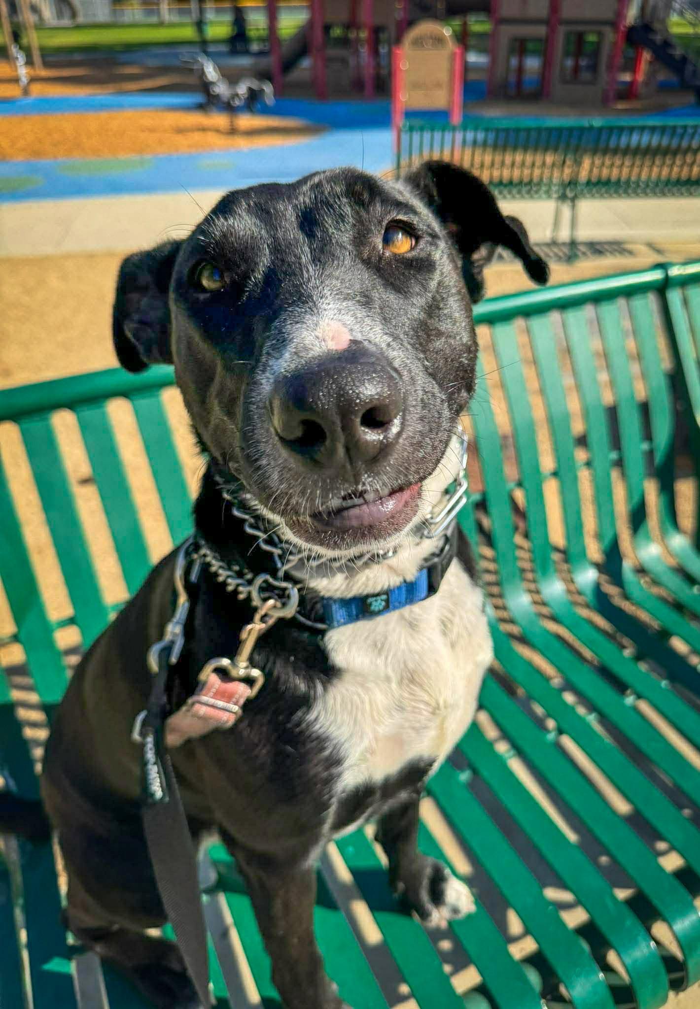 Enlarge Murphy, a Adoptable Labrador Retriever in San Diego, CA image 2/3