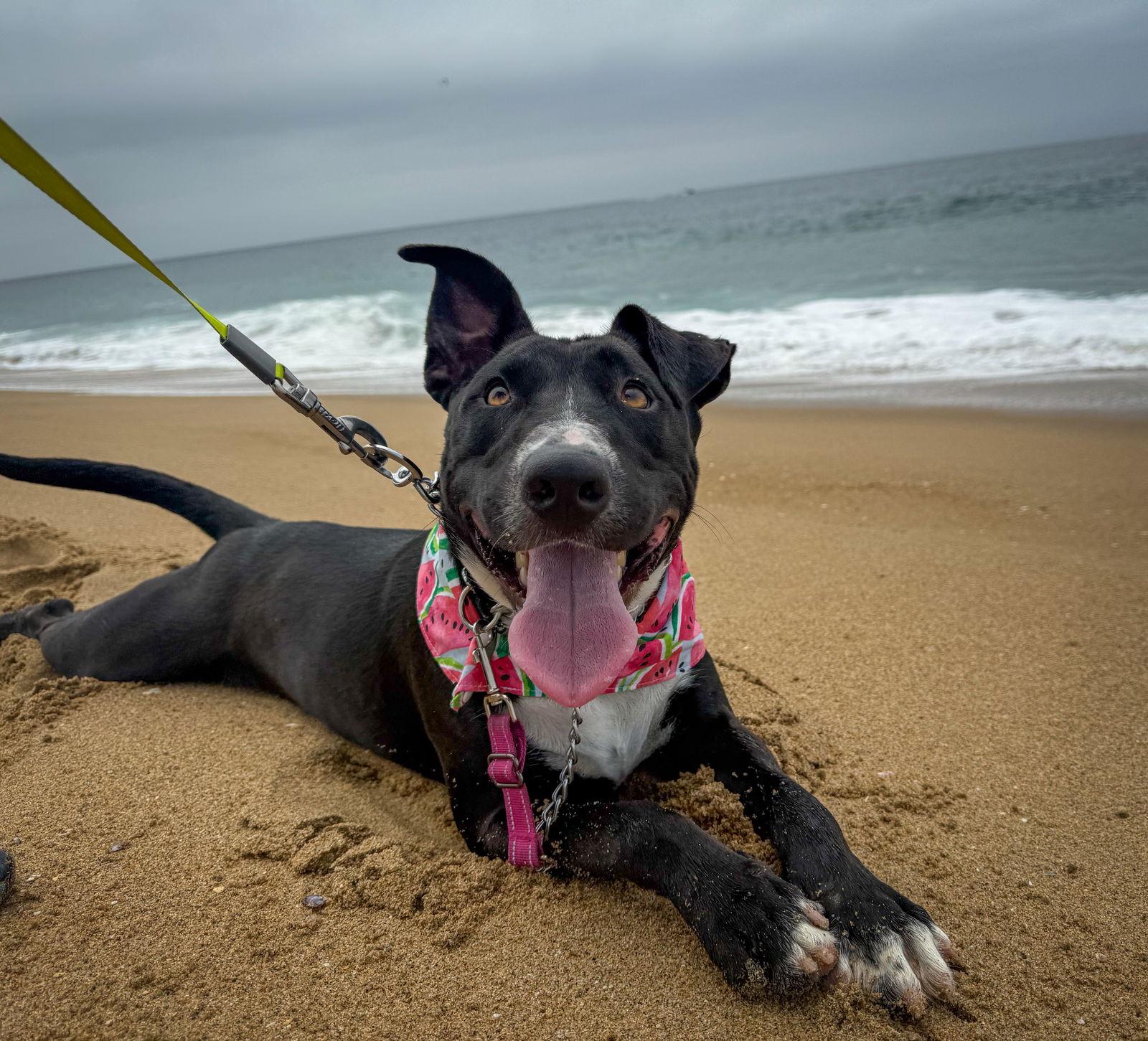 Murphy, a Adoptable Labrador Retriever in San Diego, CA image 1/3