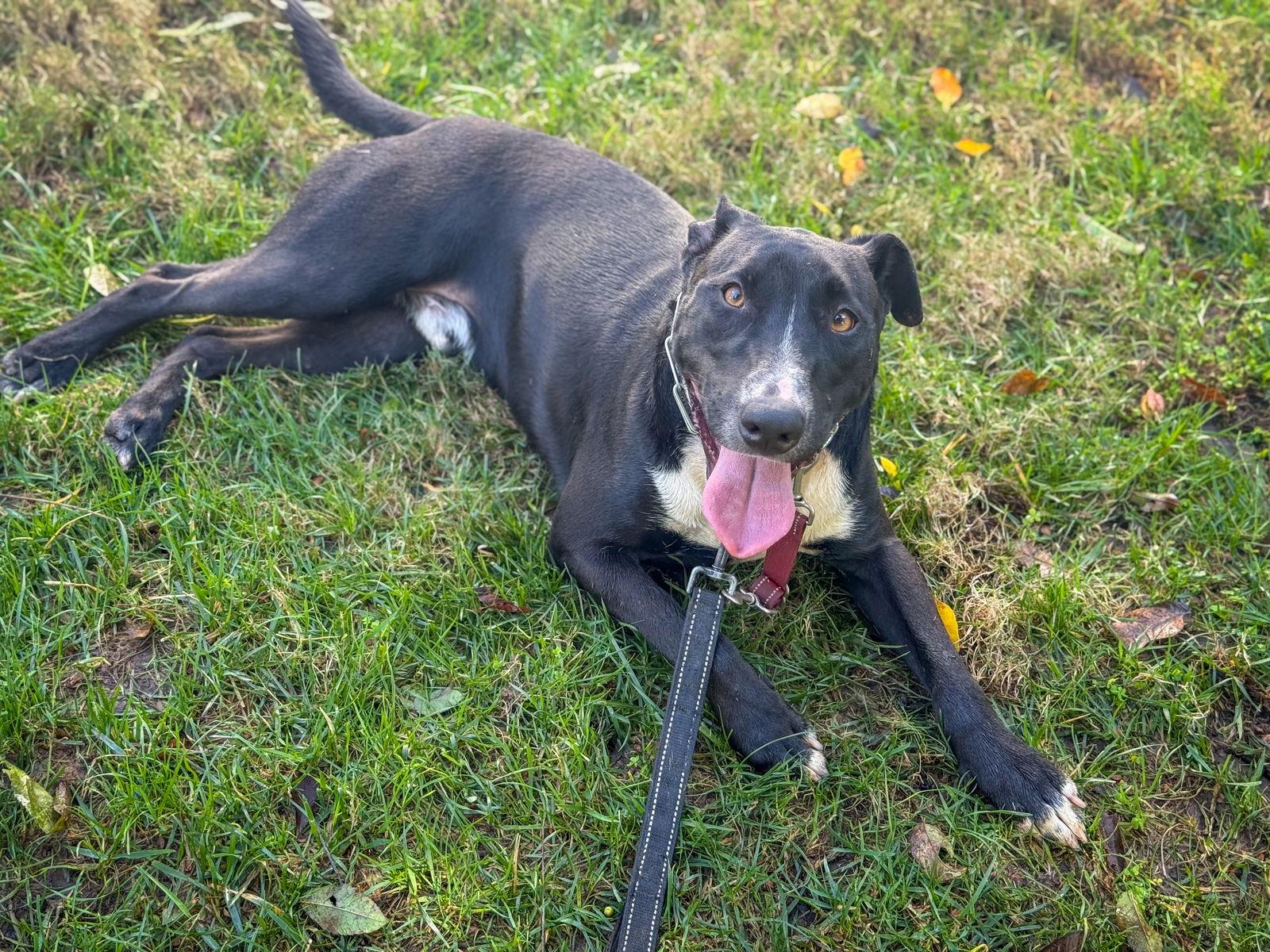 Murphy, a Adoptable Labrador Retriever in San Diego, CA image 2/3