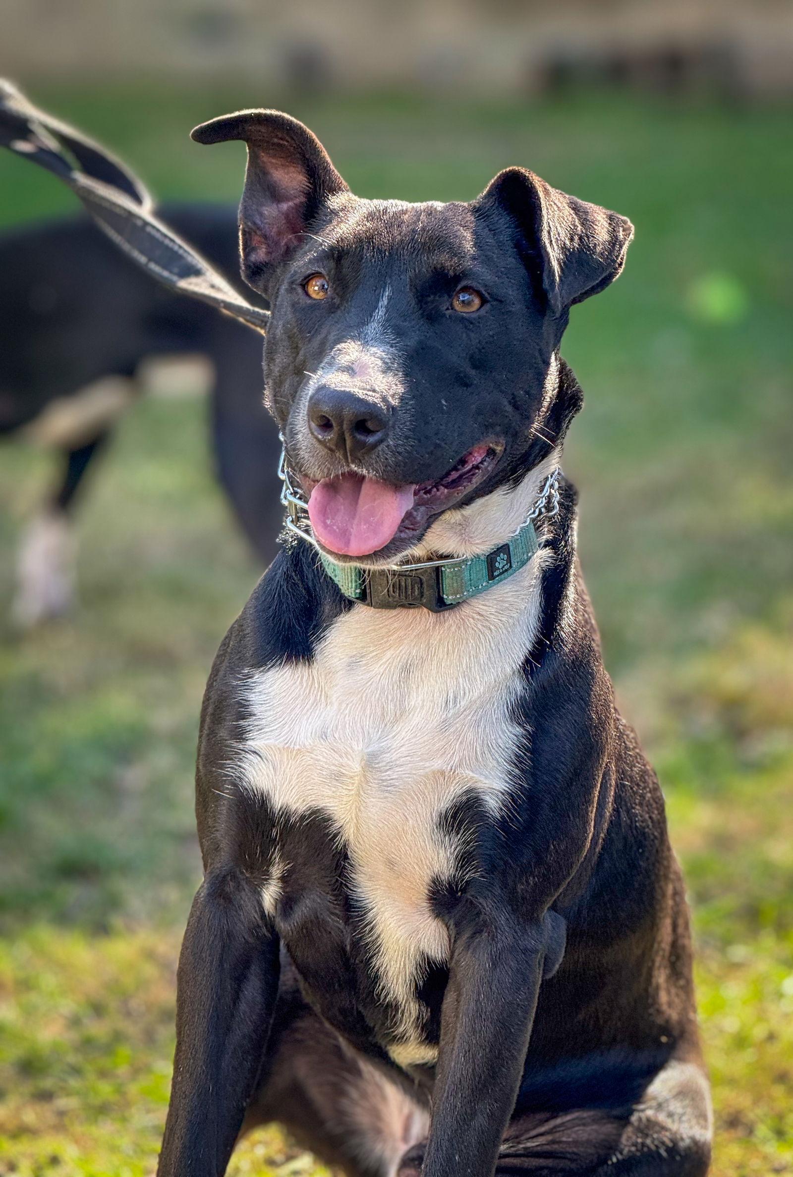 Murphy, a Adoptable Labrador Retriever in San Diego, CA image 3/3
