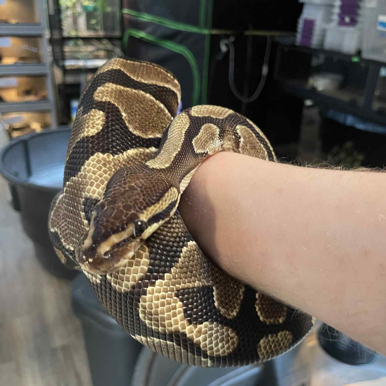 Rebel, ADOPTABLE, Adult Unknown Ball Python.