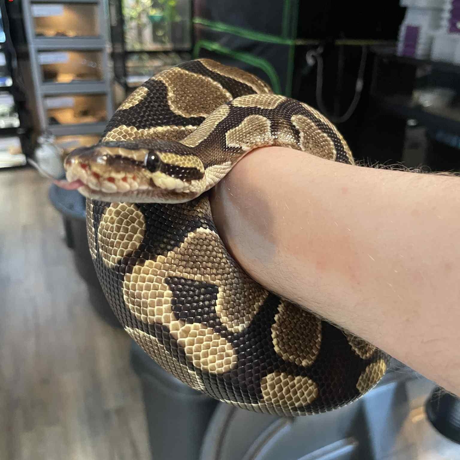 Enlarge Rebel, a ADOPTABLE Ball Python in Durham, NC image 2/2