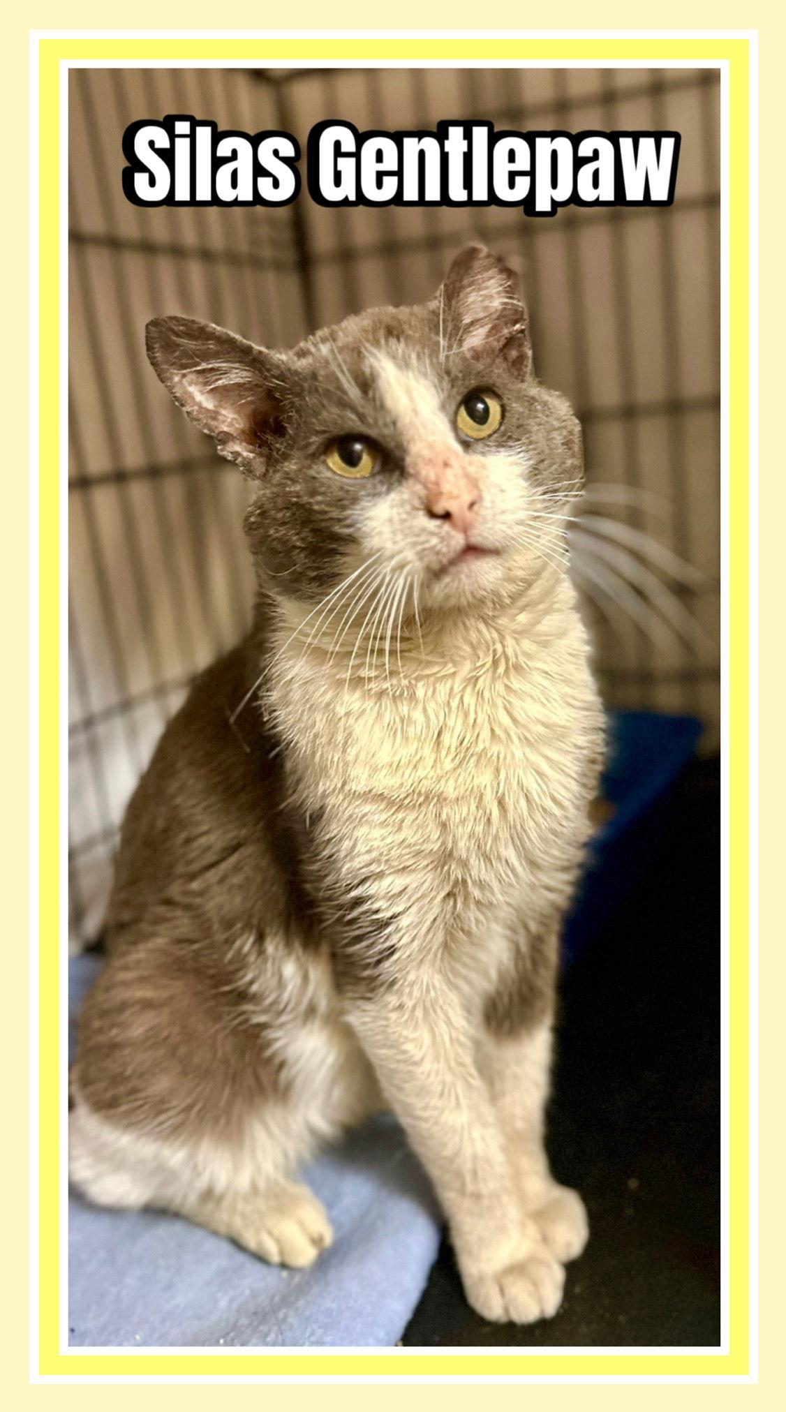 Enlarge Silas, Willow Grove Area (FCID 04/03/25-400) C, SN, a Adoptable Domestic Short Hair in Willow Grove, PA image 3/4