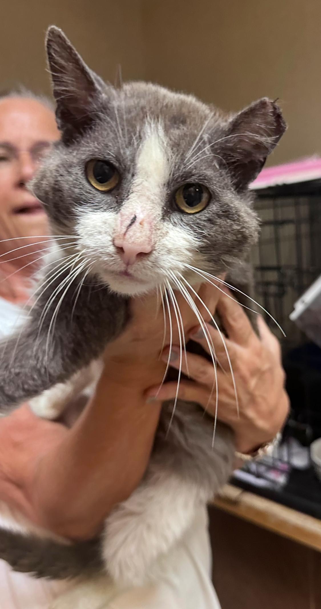 Silas, Willow Grove Area (FCID 04/03/2025-400) 2