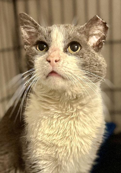 Silas, Willow Grove Area (FCID 04/03/2025-400) 3