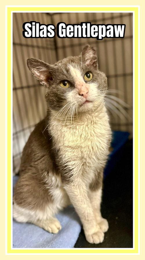 Silas, Willow Grove Area (FCID 04/03/2025-400)