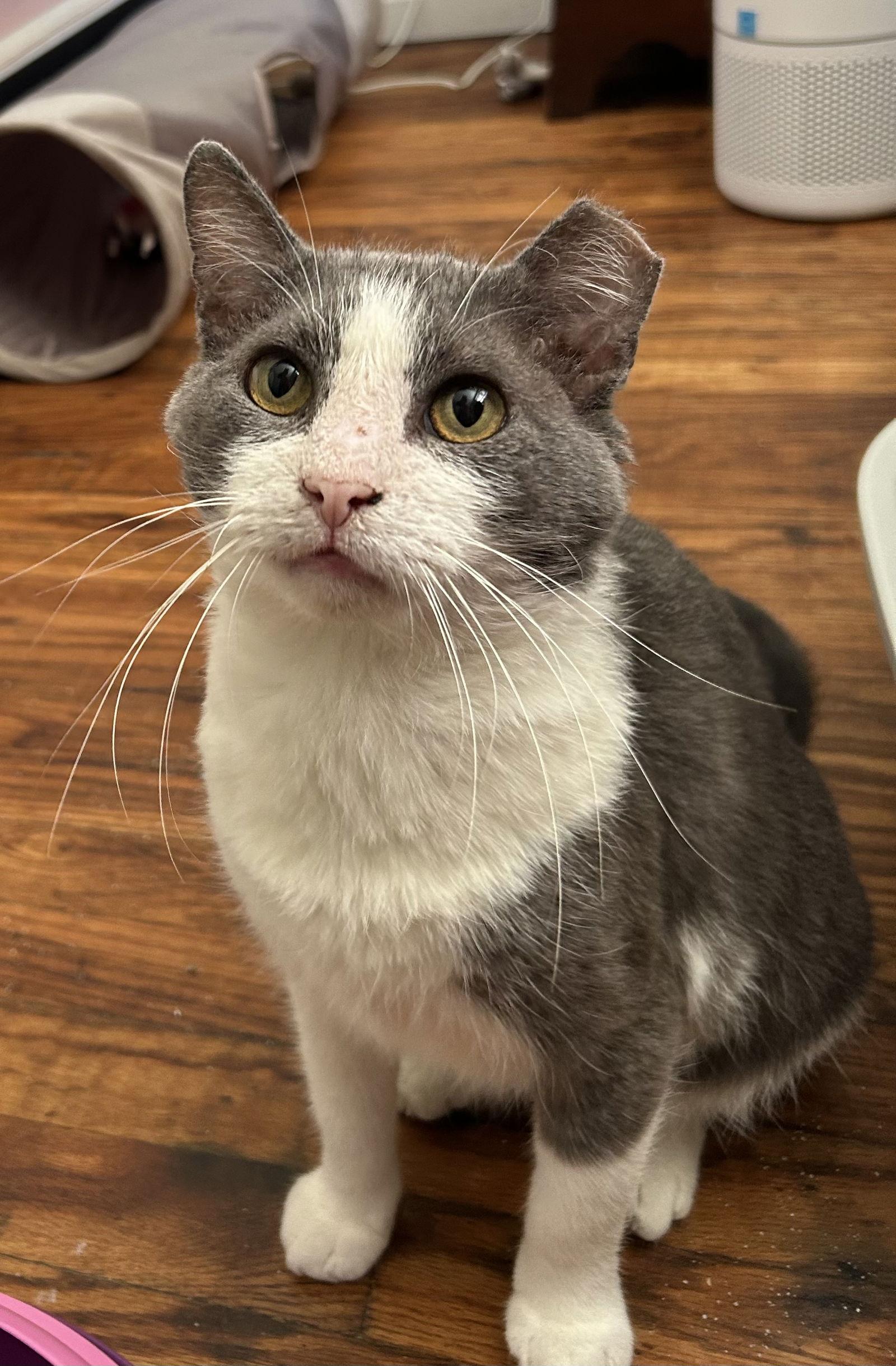 Enlarge Silas, Willow Grove Area (FCID 04/03/25-400) C, SN, a Adoptable Domestic Short Hair in Willow Grove, PA image 1/4