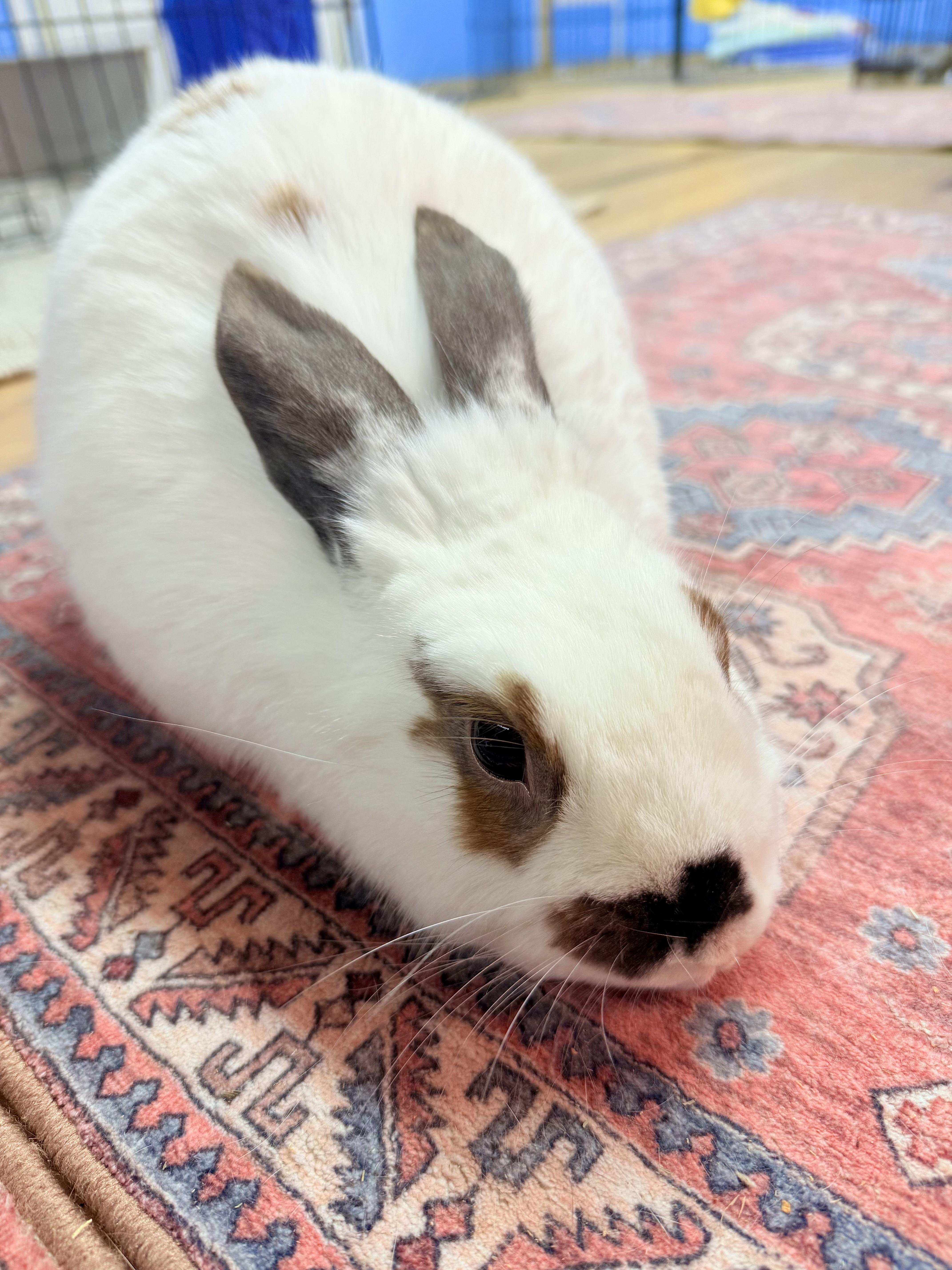 Dottie, Adopted, Adult Female Bunny Rabbit.