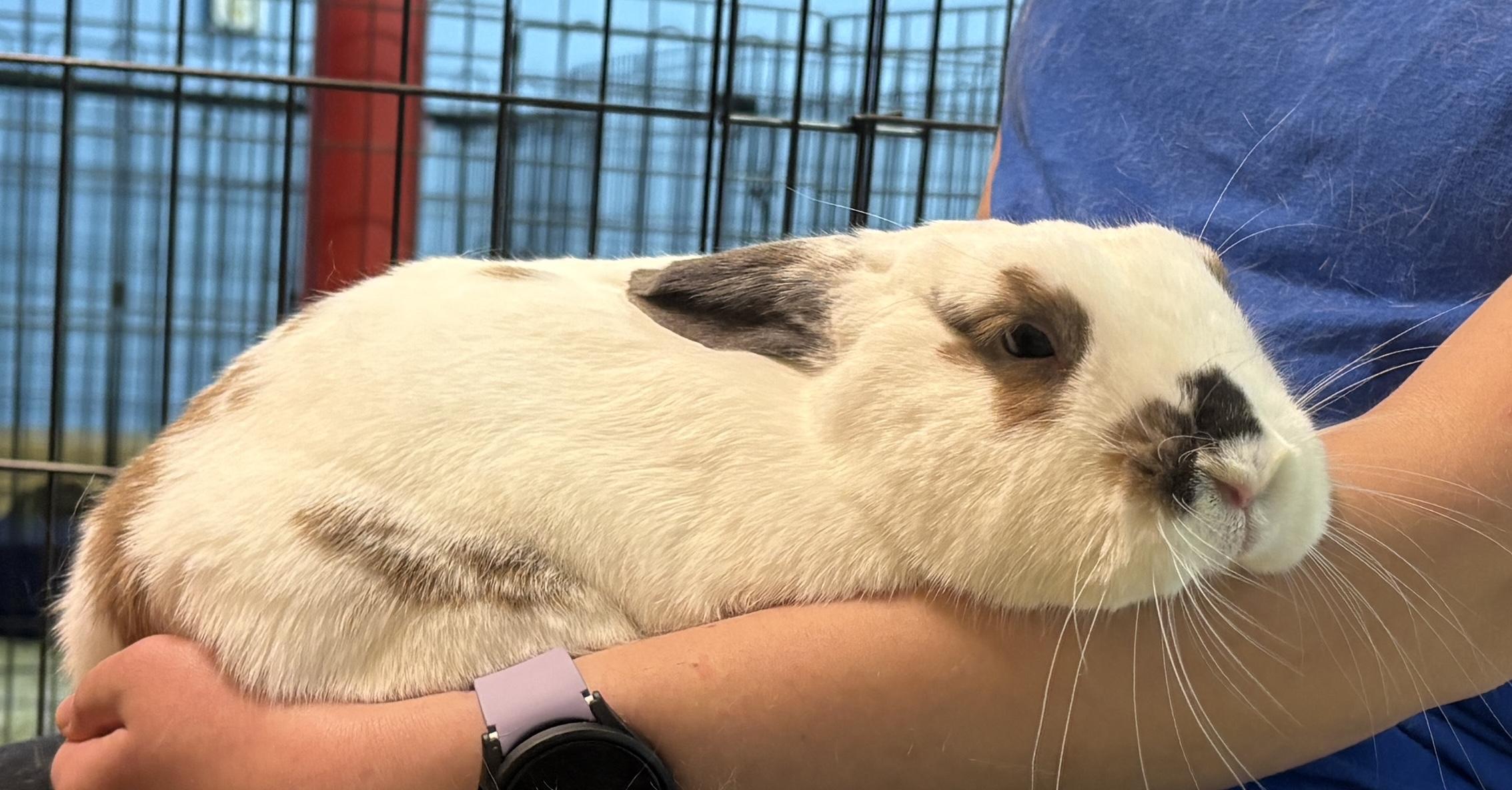 Enlarge Dottie, a Adopted mixed breed in Chapin, SC image 2/4