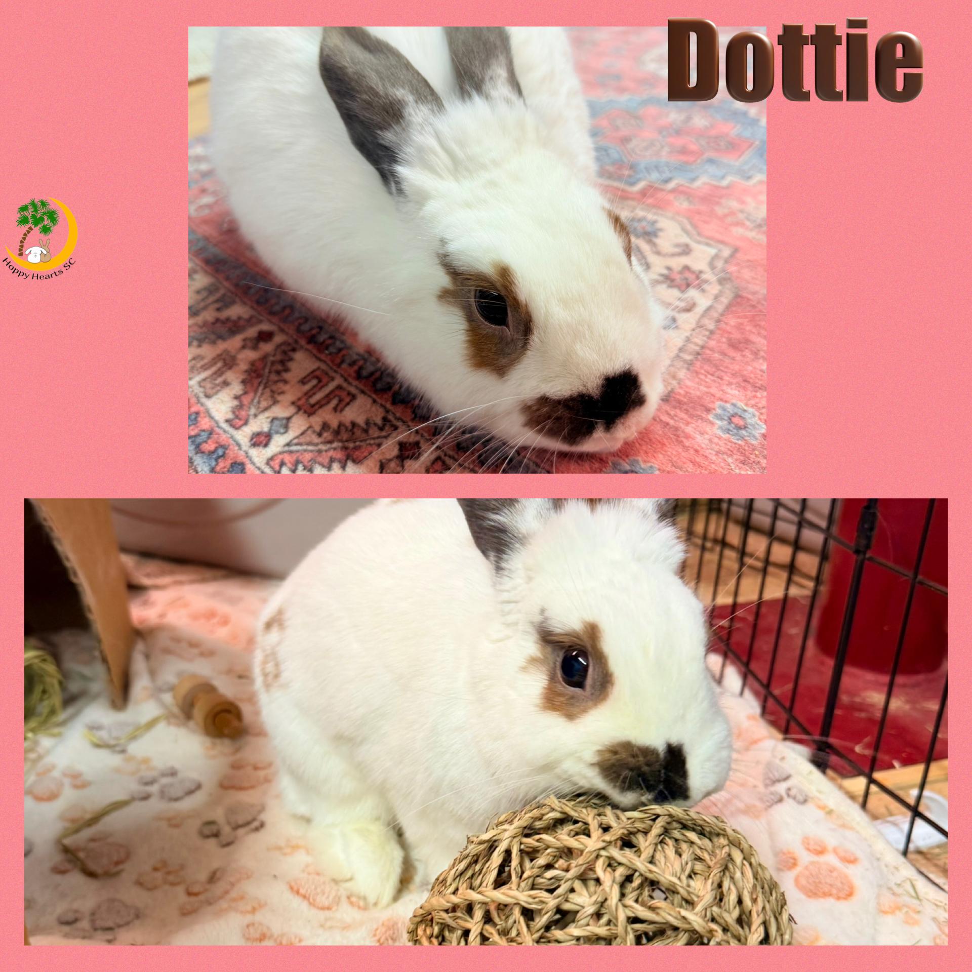 Enlarge Dottie, a Adopted mixed breed in Chapin, SC image 3/4