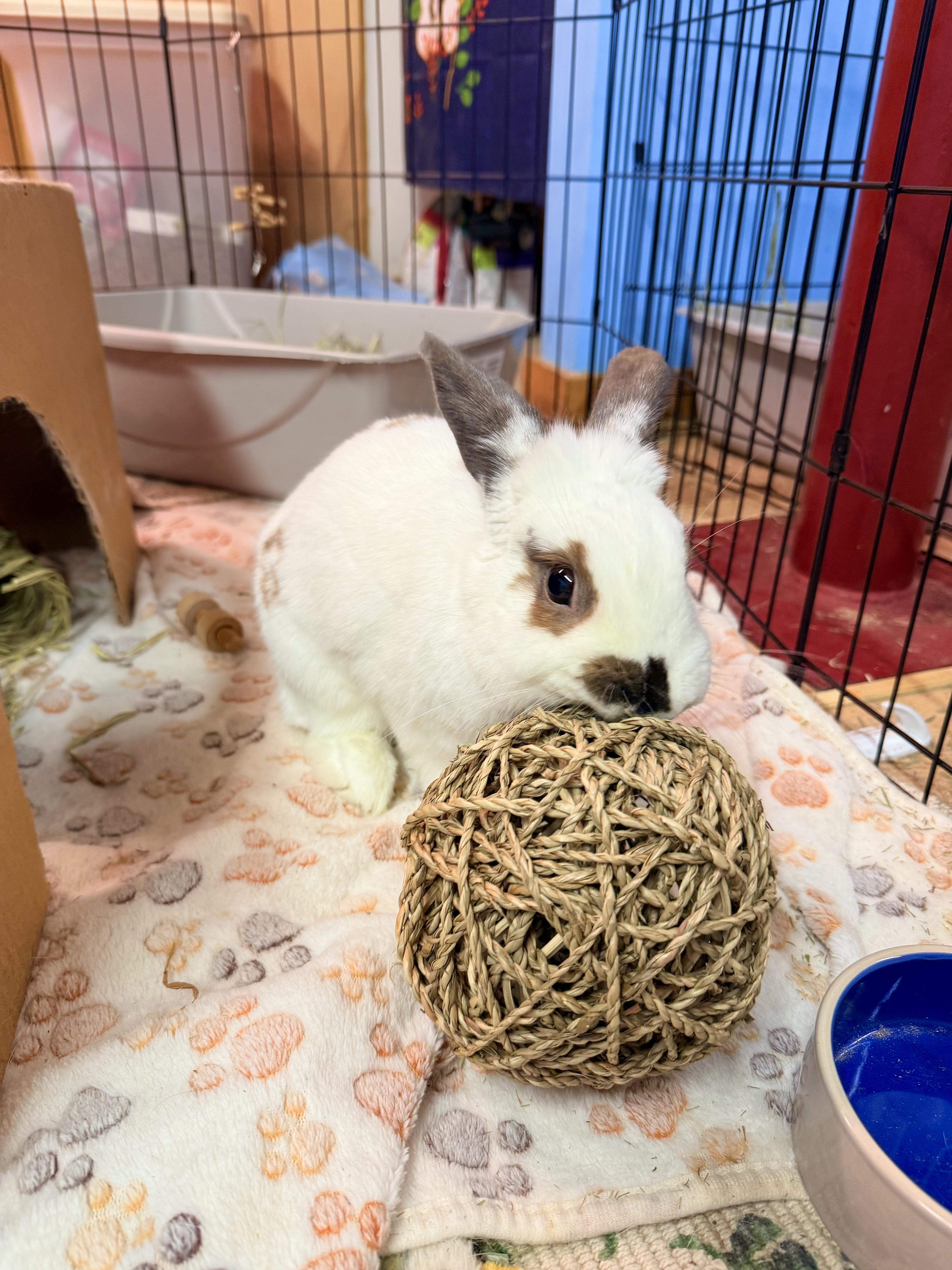 Enlarge Dottie, a Adopted mixed breed in Chapin, SC image 4/4