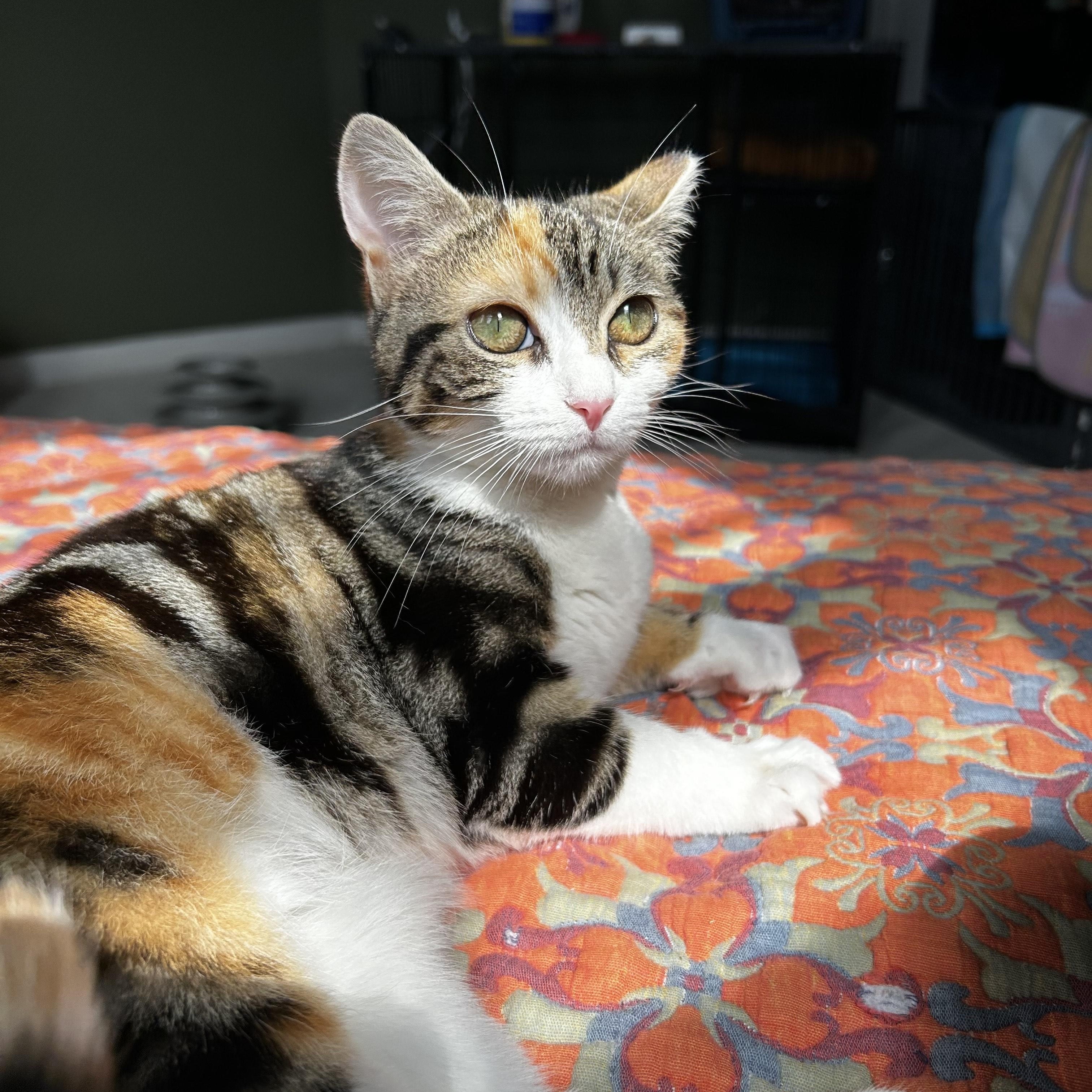 Enid, Young Female Domestic Short Hair