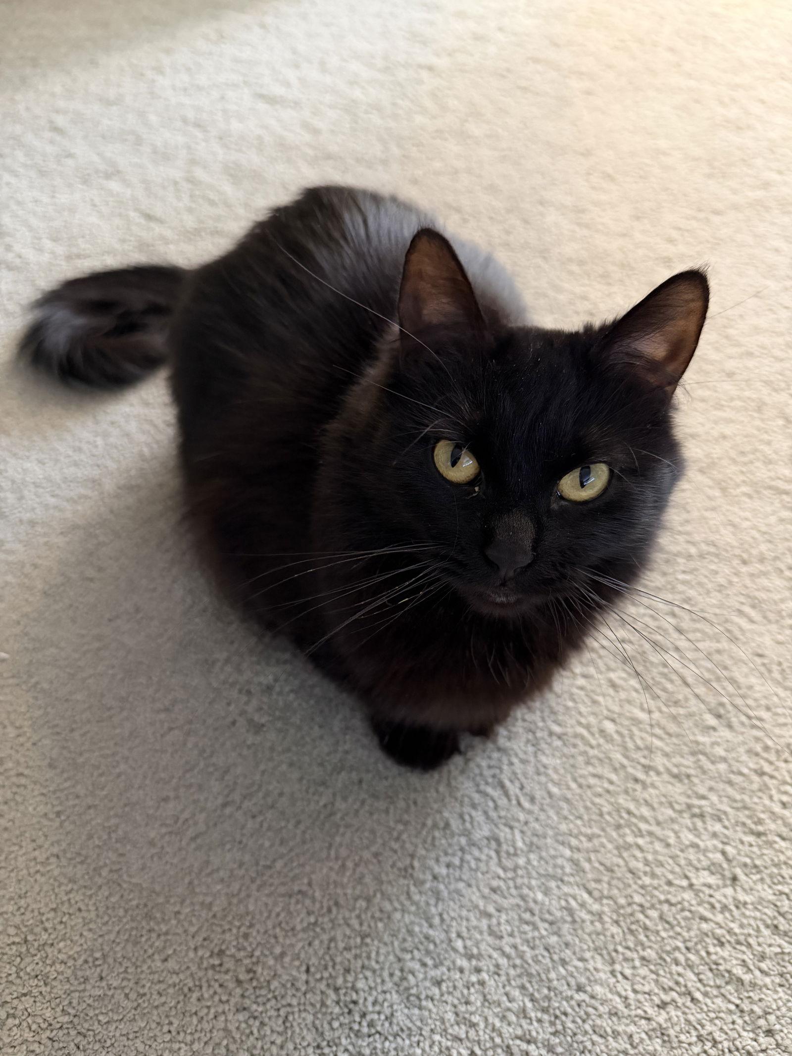 Enlarge Fudge, a Adoptable Domestic Short Hair in Minneapolis, MN image 2/3