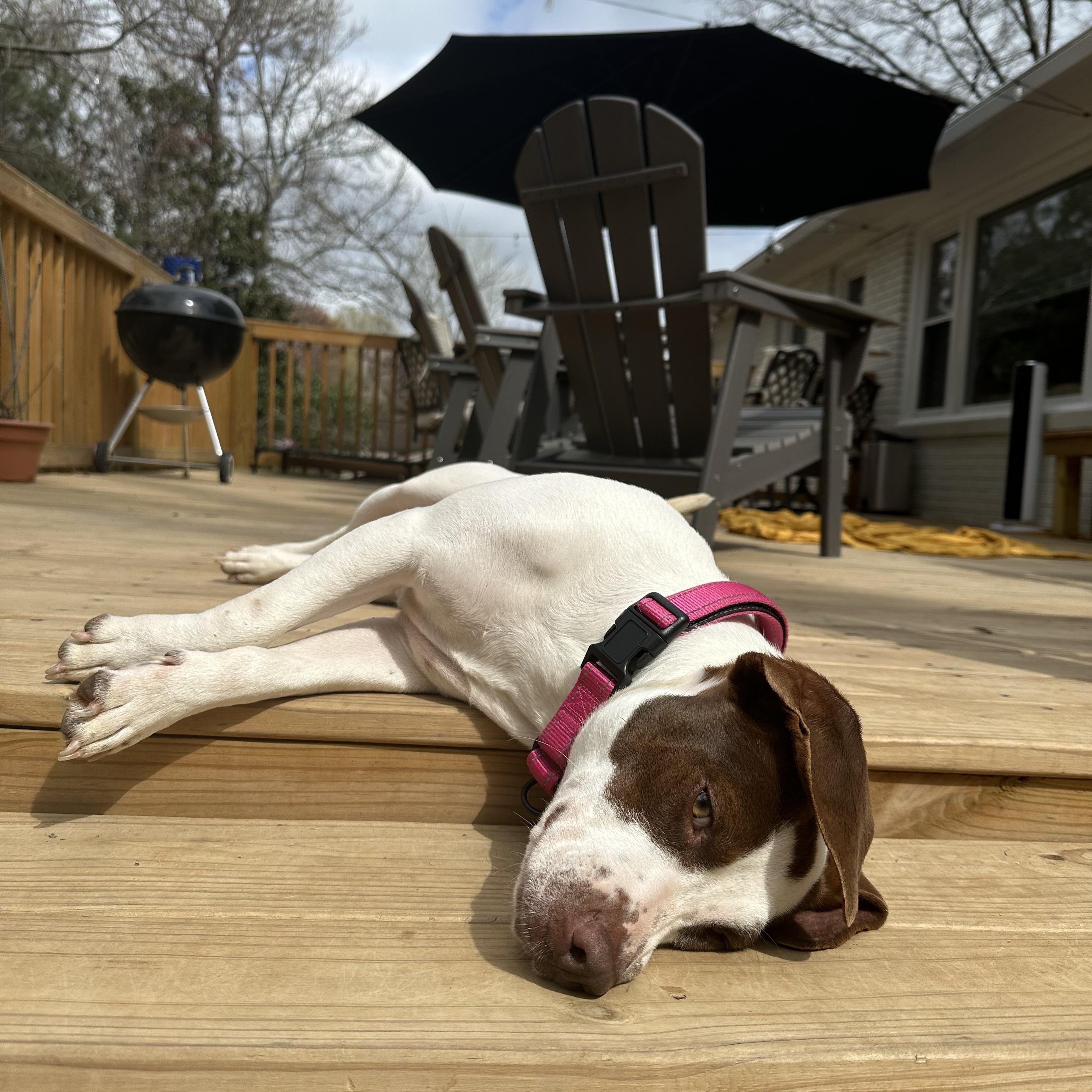 Enlarge Nelly, an adopted mixed breed in Rock Hill, SC image 4/4