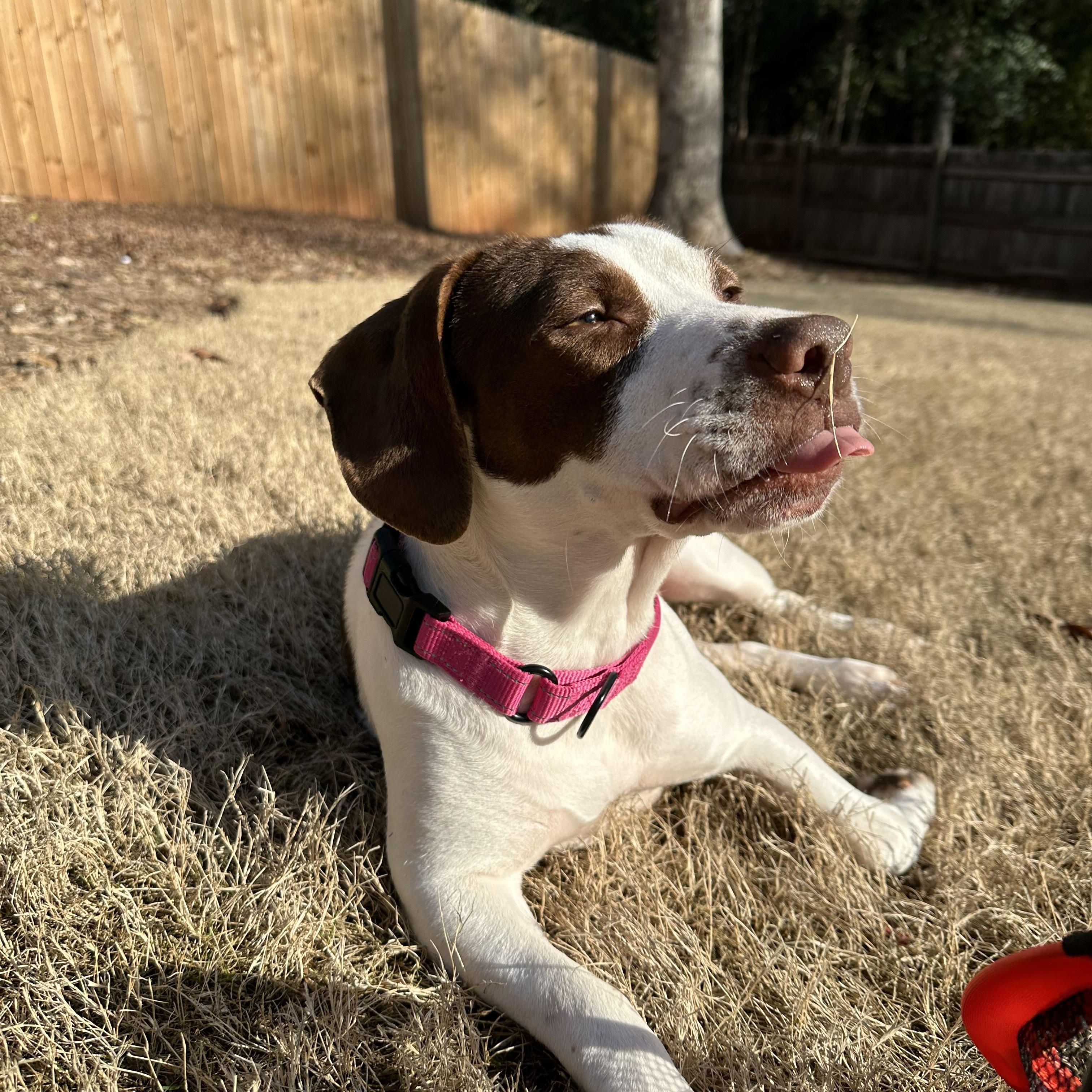 Enlarge Nelly, an adopted mixed breed in Rock Hill, SC image 3/4
