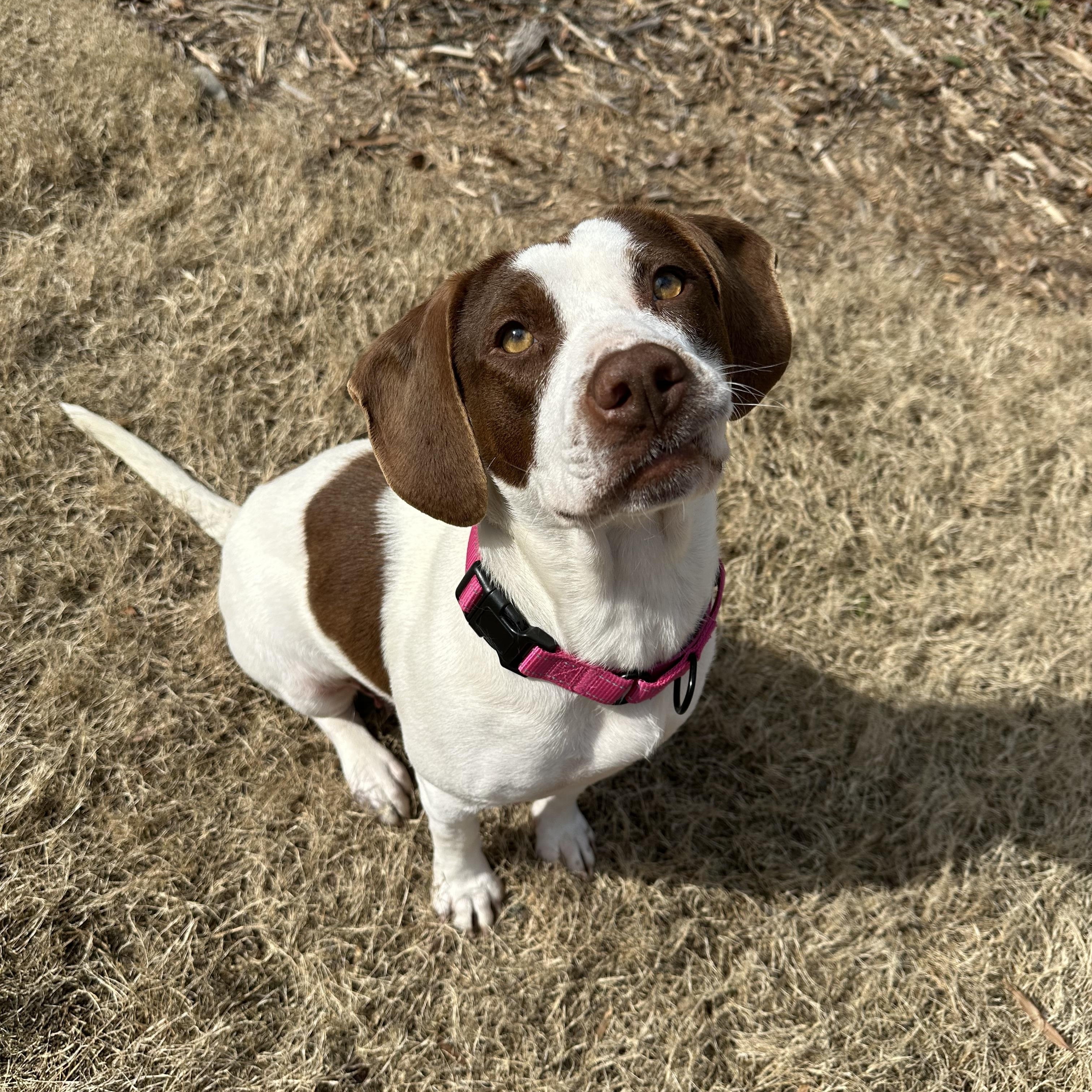Enlarge Nelly, an adopted mixed breed in Rock Hill, SC image 1/4