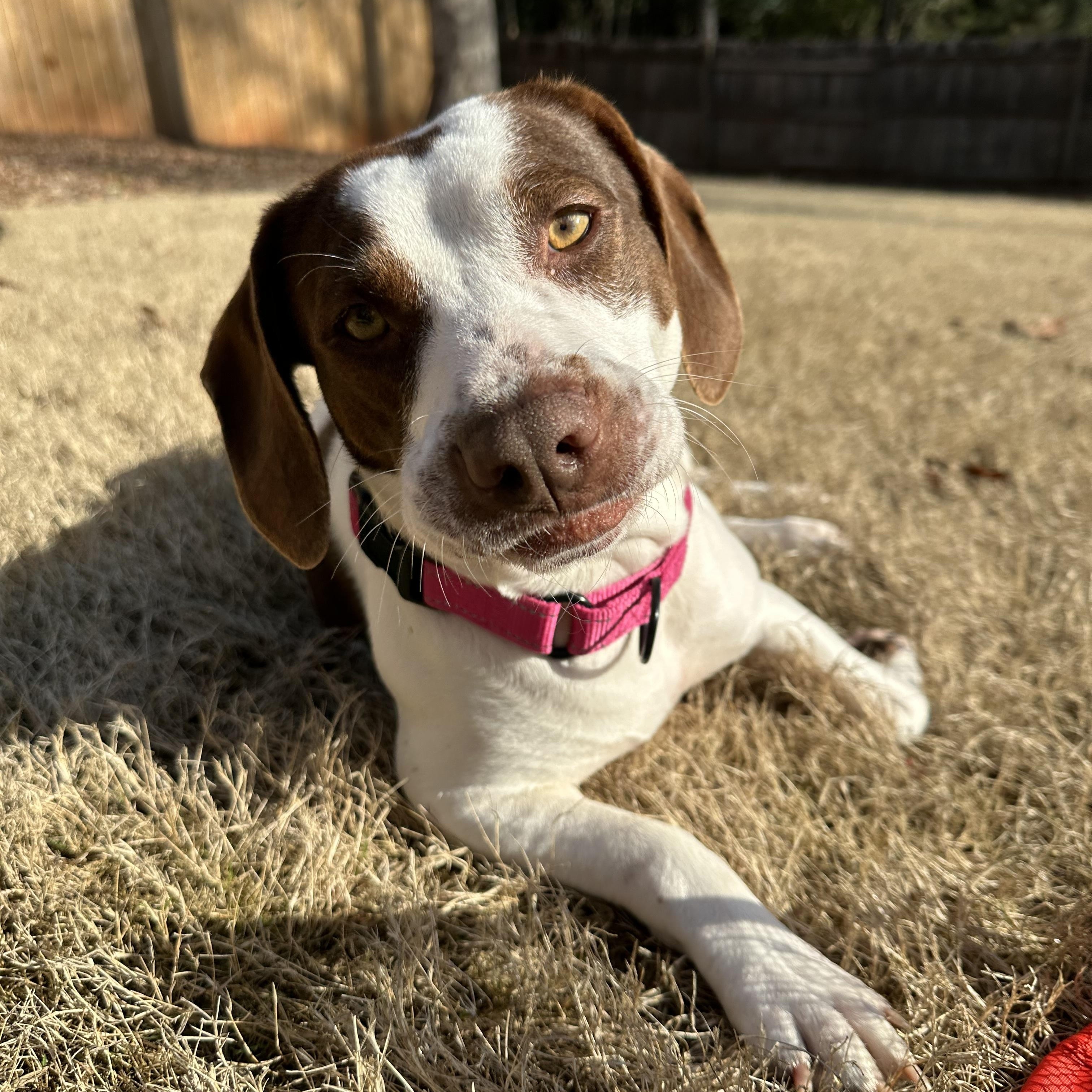 Enlarge Nelly, an adopted mixed breed in Rock Hill, SC image 2/4