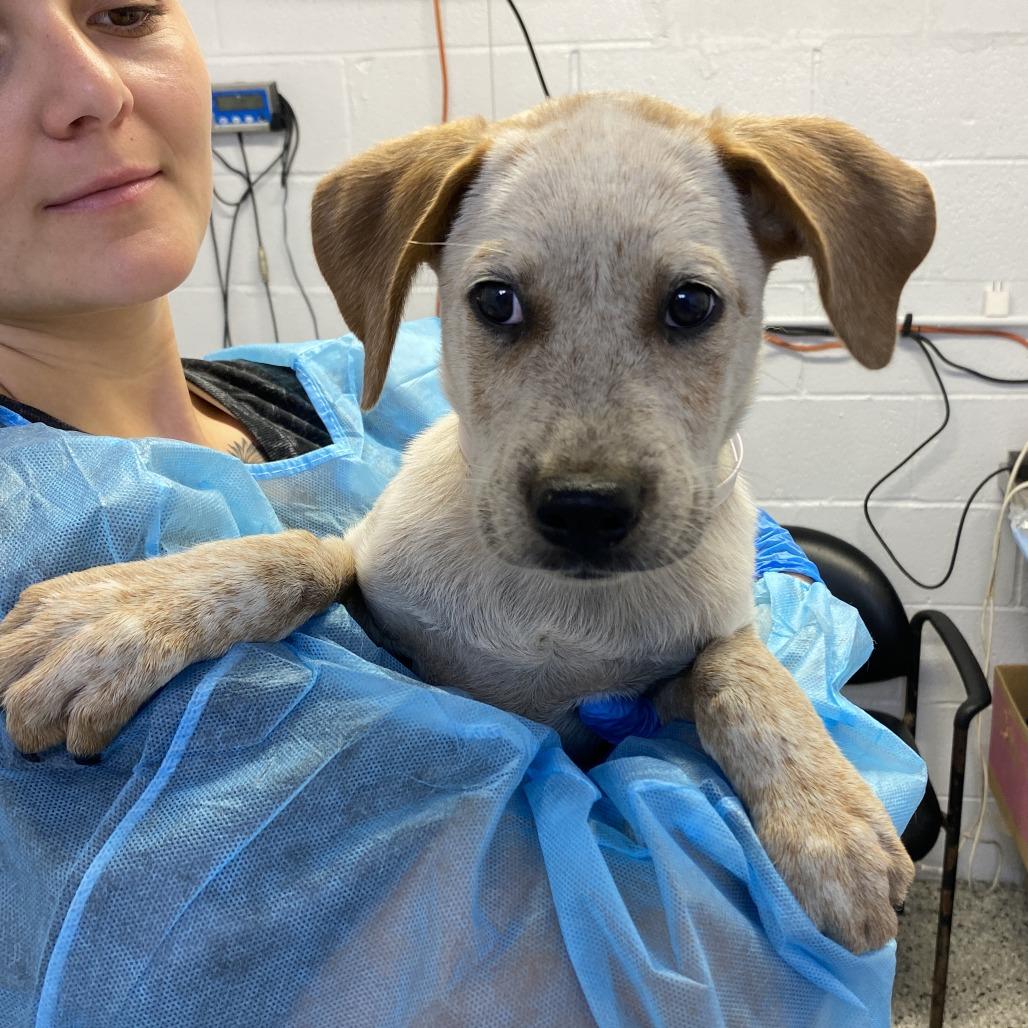 Enlarge Ethan Winters, a Adoptable mixed breed in Hattiesburg, MS image 1/1