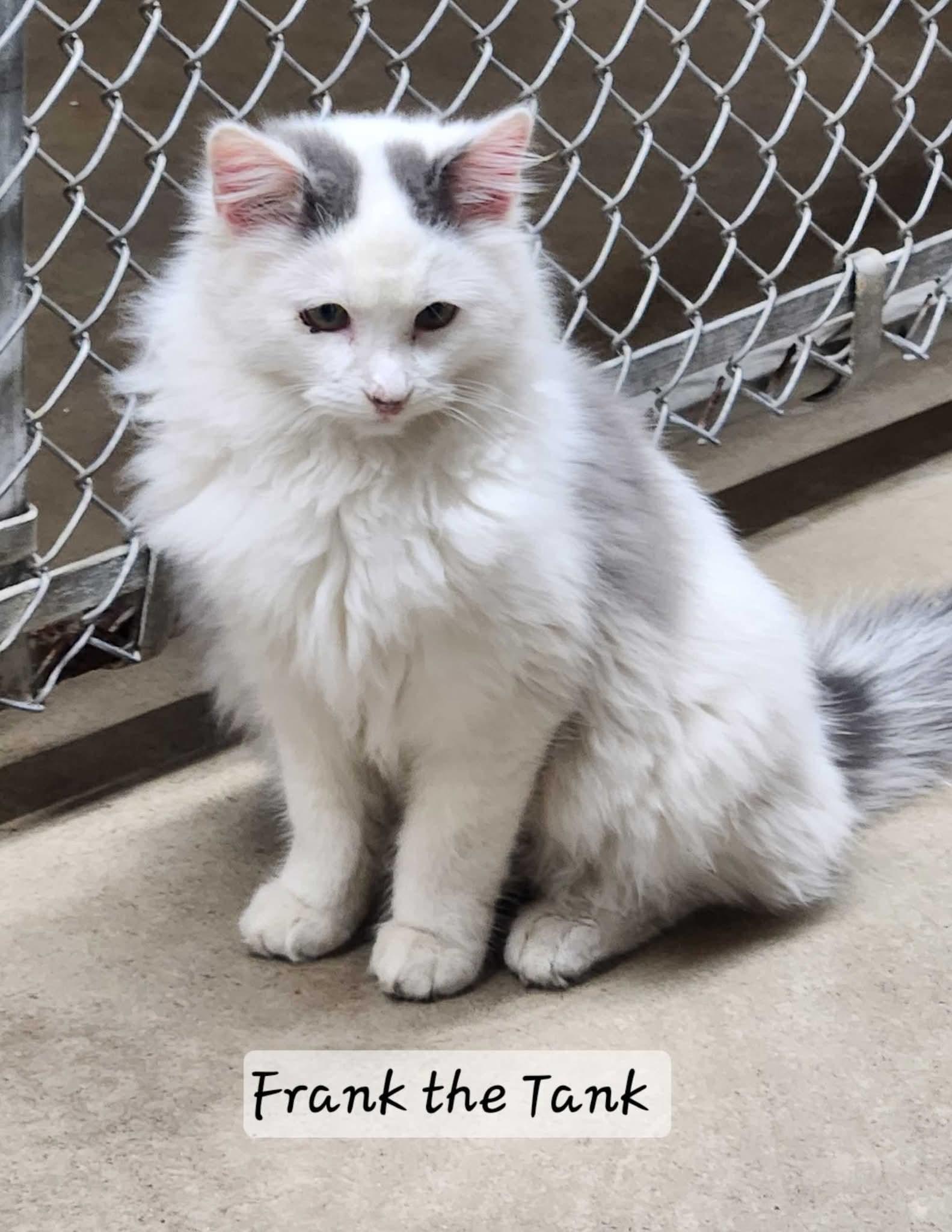 Frank, adopted, Young Male Domestic Long Hair.