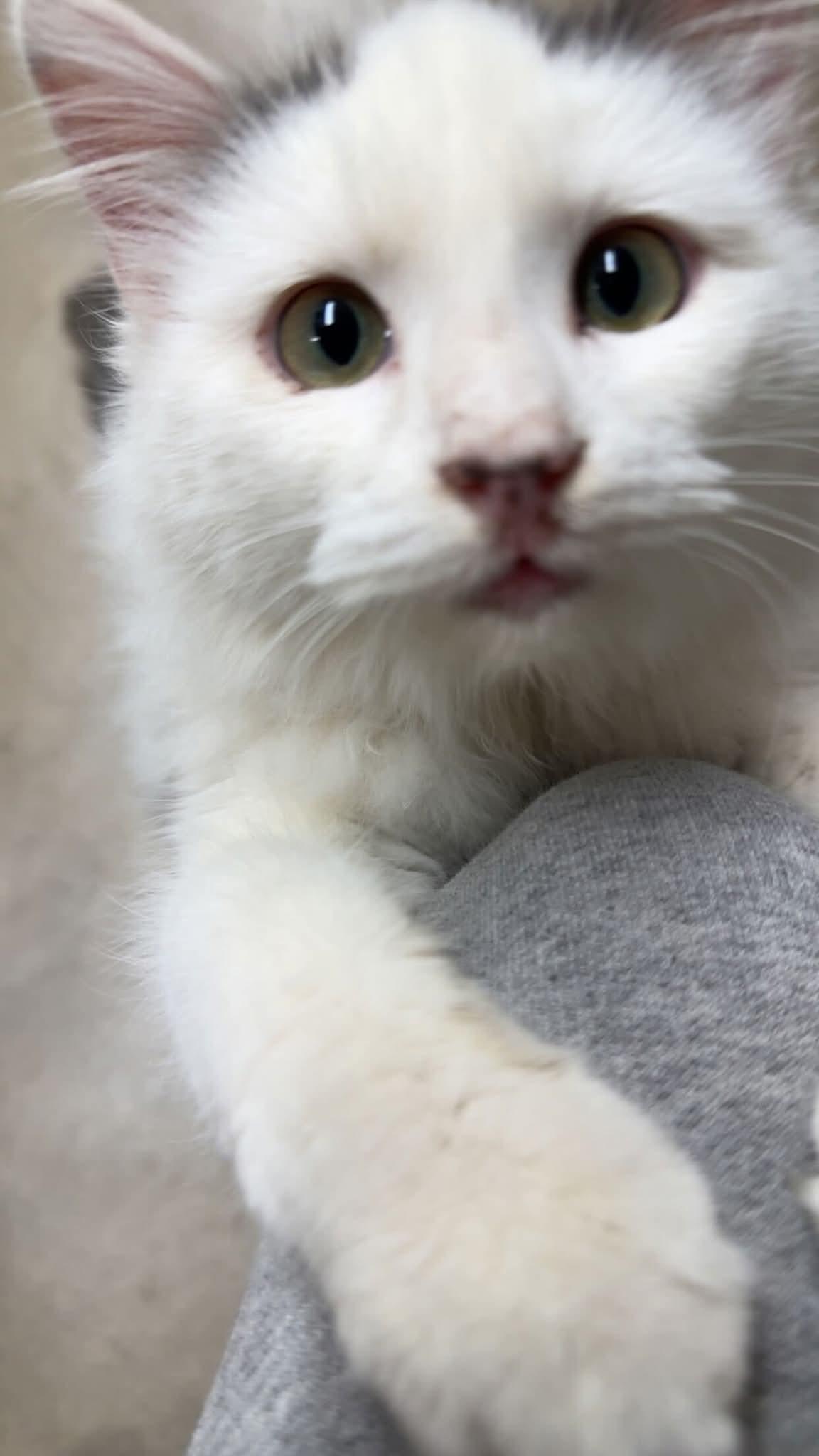 Enlarge Frank, an adopted Domestic Long Hair in Durand, WI image 3/3