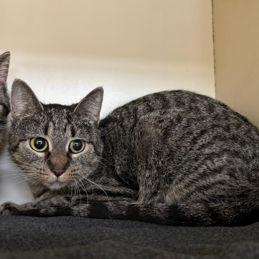 Sophie, Adoptable, Adult Female Domestic Short Hair.