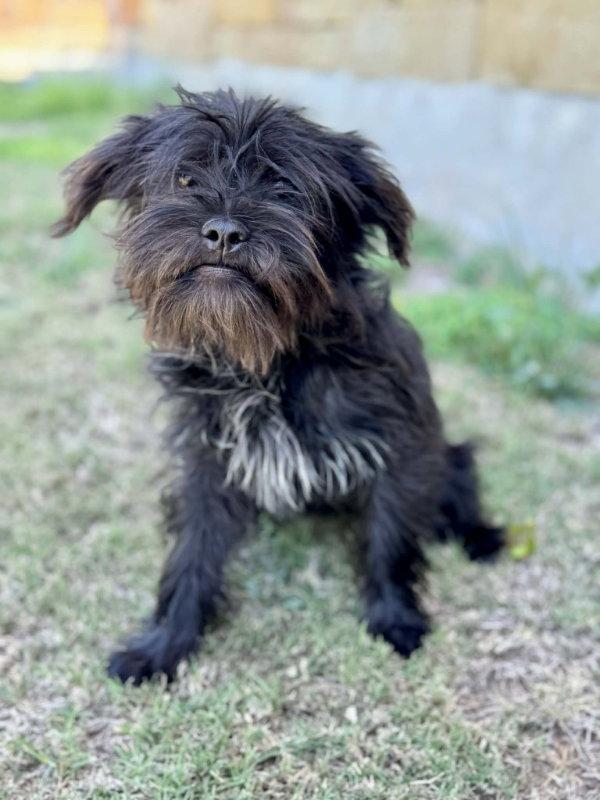 Lily, Adoptable, Adult Female Shih Tzu.