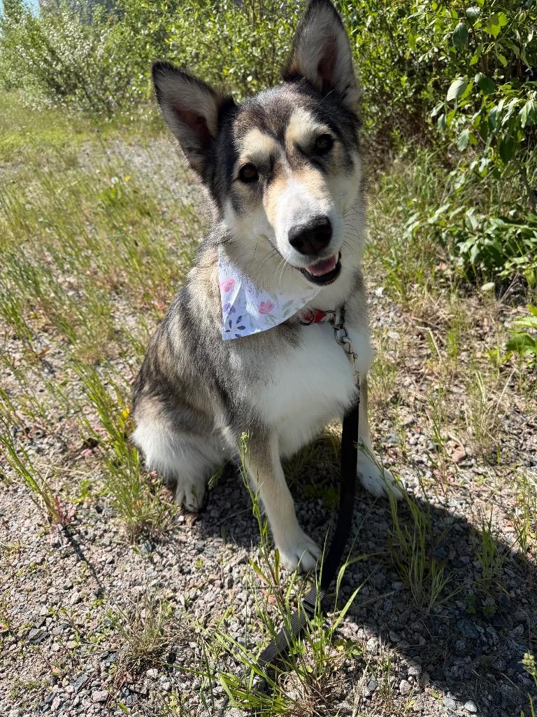 Baby, Adoptable, Adult Female Husky.