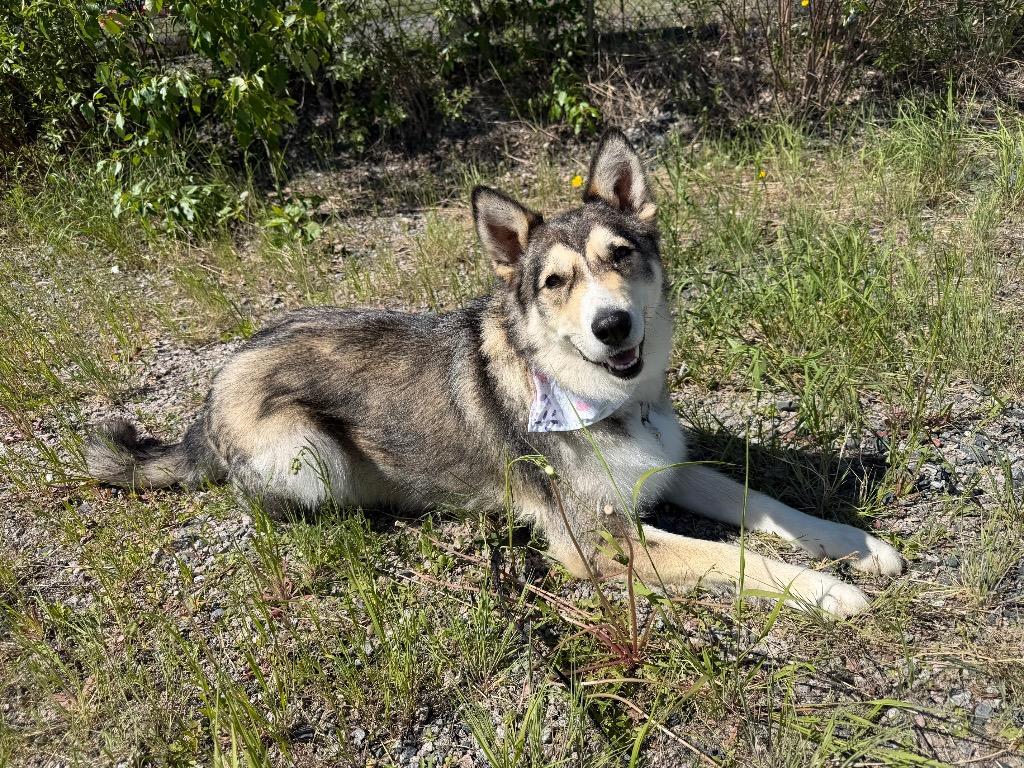 Enlarge Baby, a Adoptable mixed breed in Yellowknife, NT image 2/3