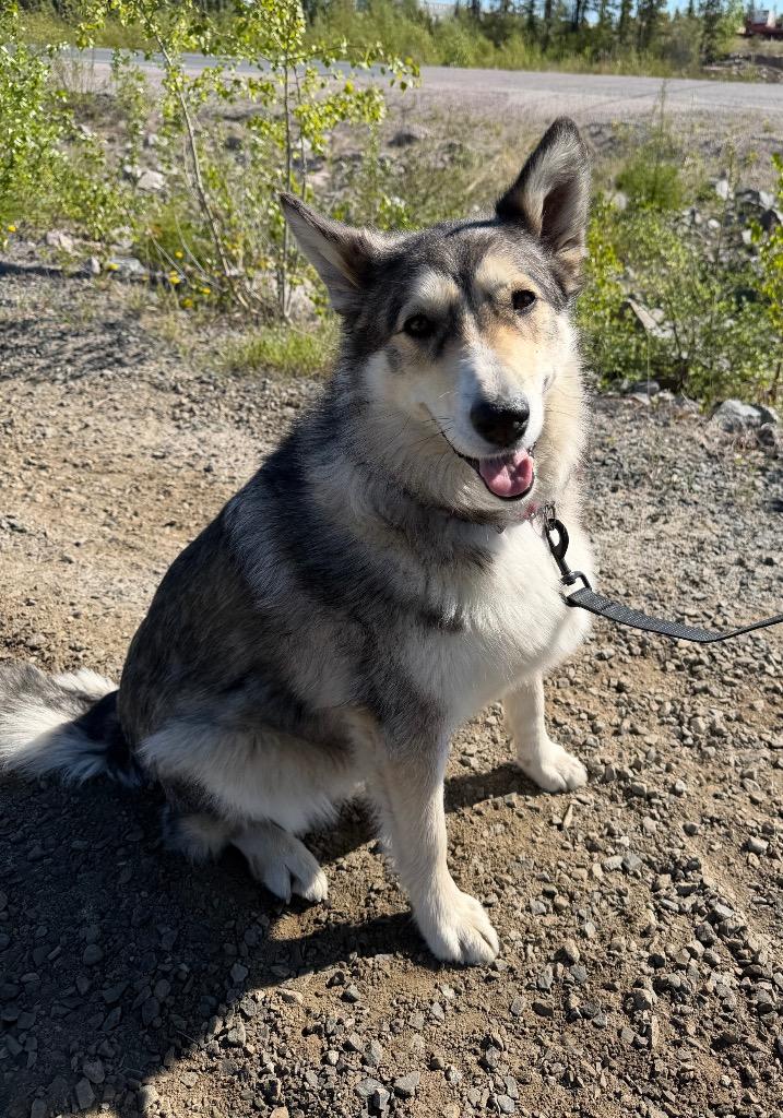 Enlarge Baby, a Adoptable mixed breed in Yellowknife, NT image 3/3