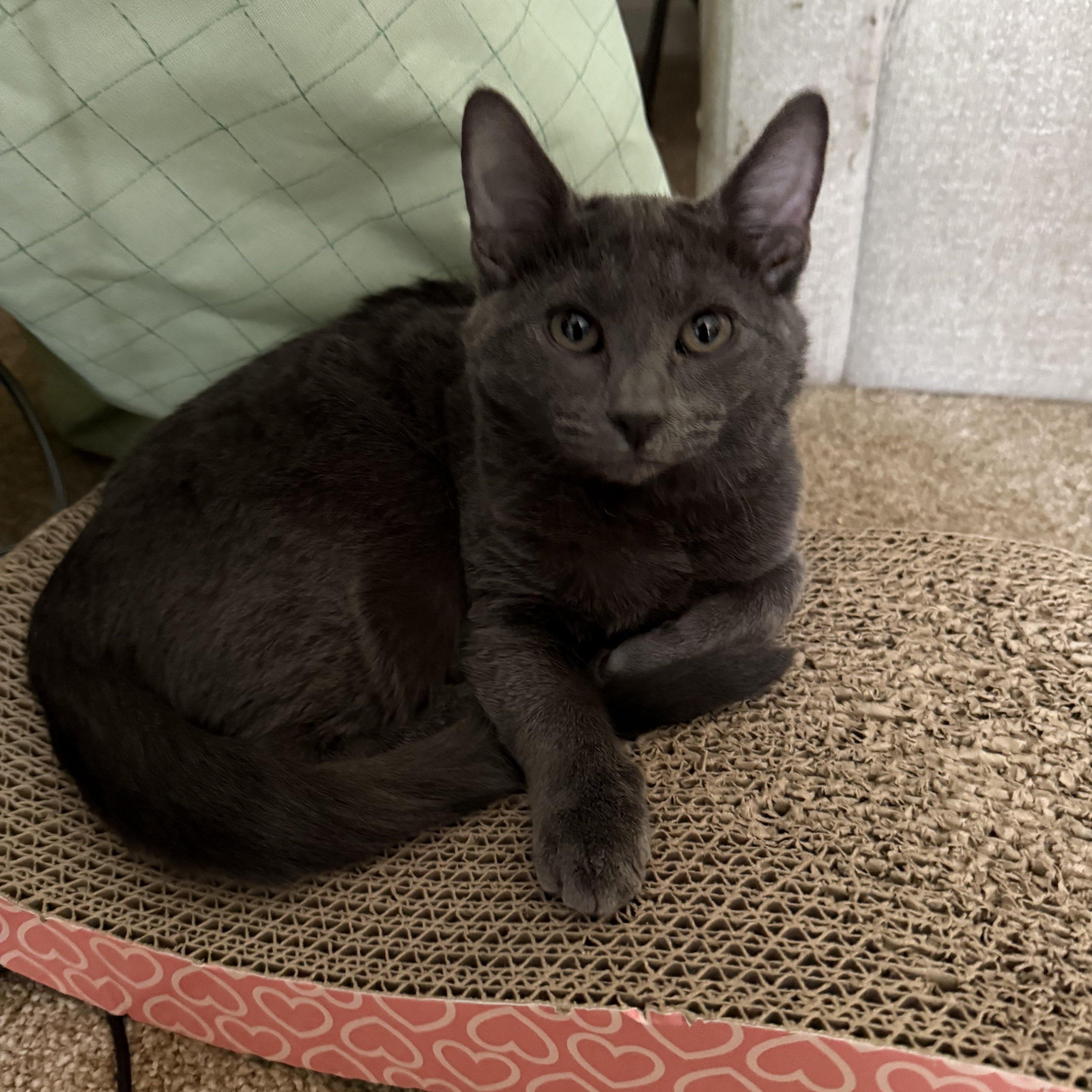 Enlarge Mushroom Head, a Adoptable mixed breed in New York City, NY image 4/5