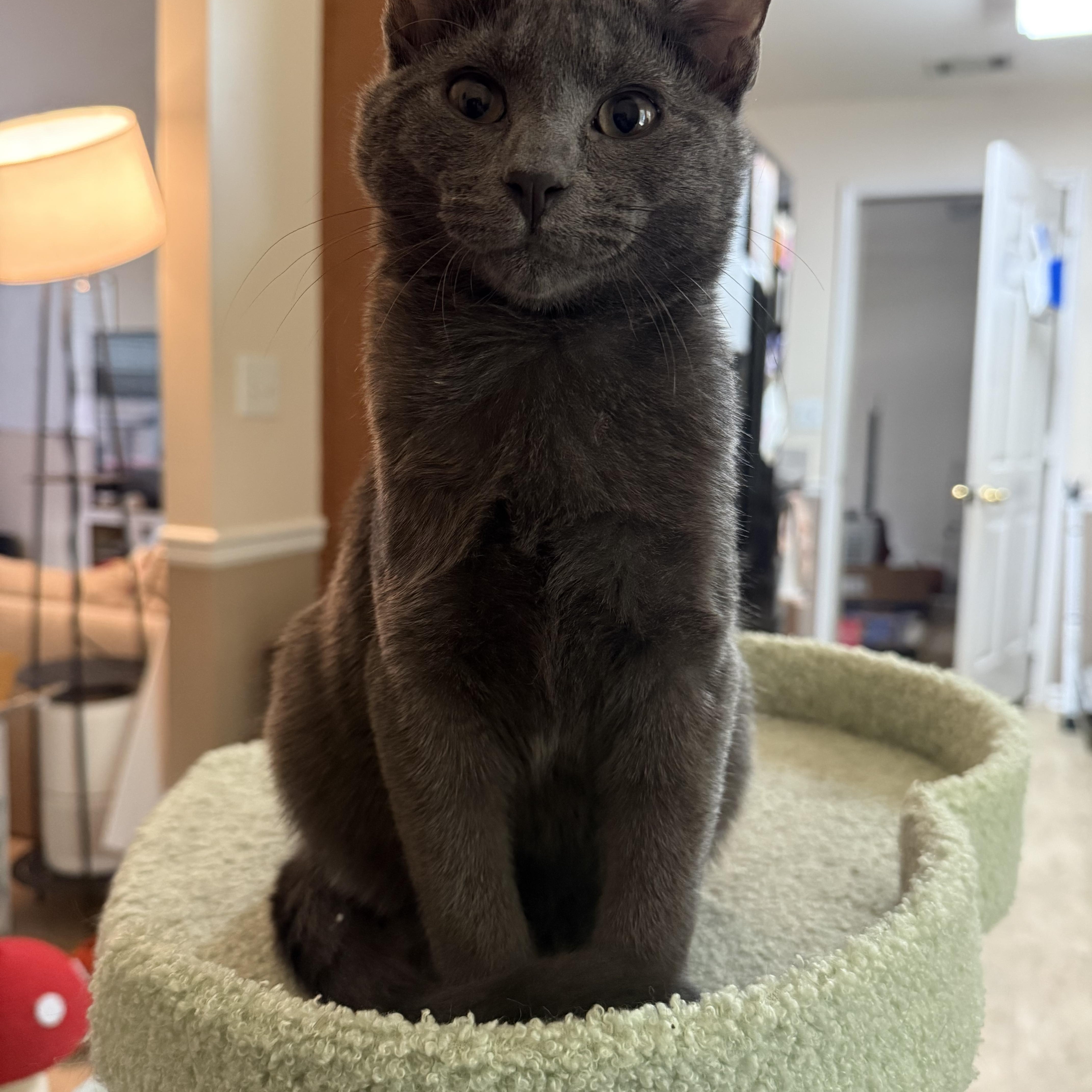 Enlarge Mushroom Head, a Adoptable mixed breed in New York City, NY image 3/5