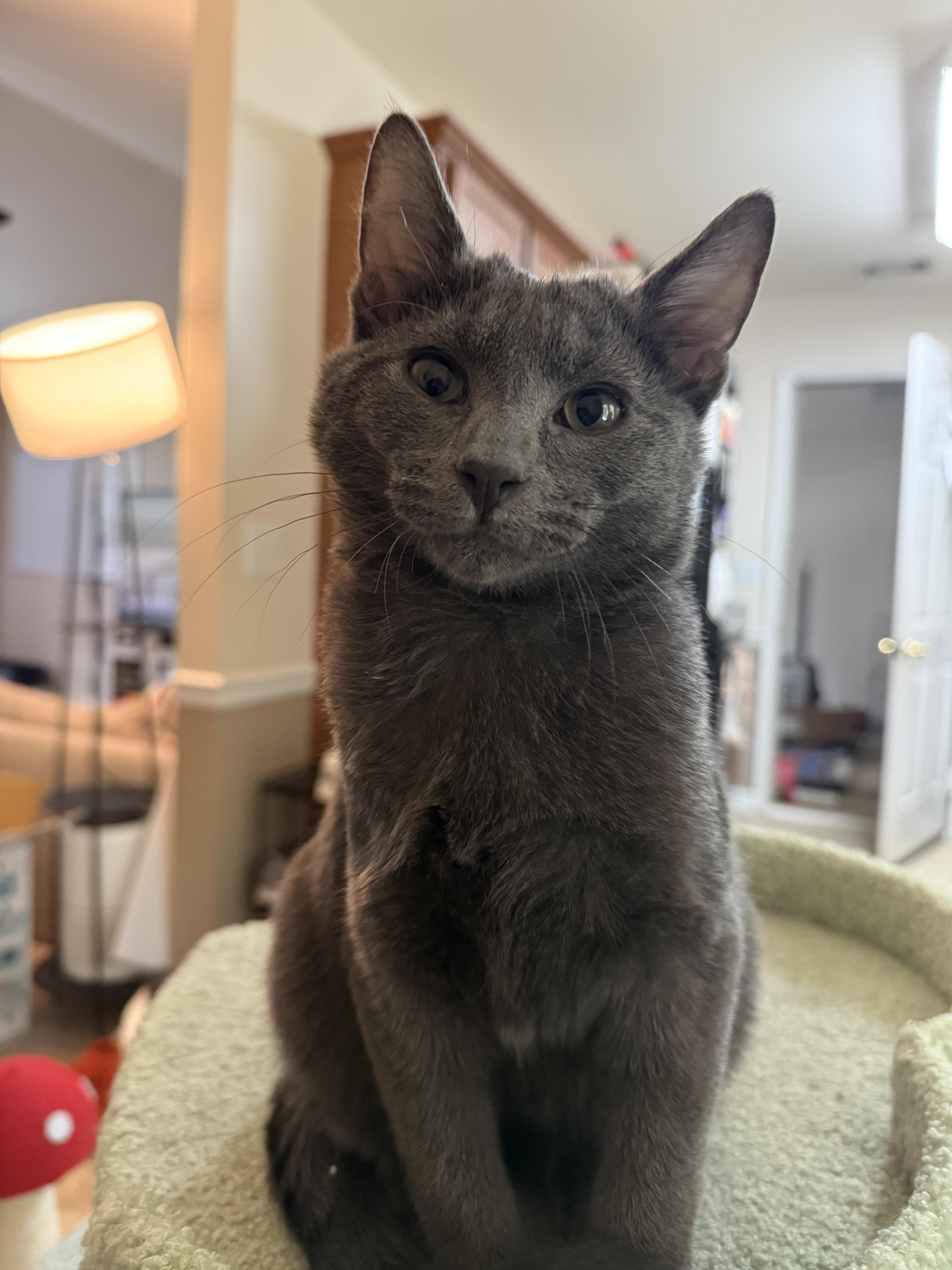 Enlarge Mushroom Head, a Adoptable mixed breed in New York City, NY image 5/5