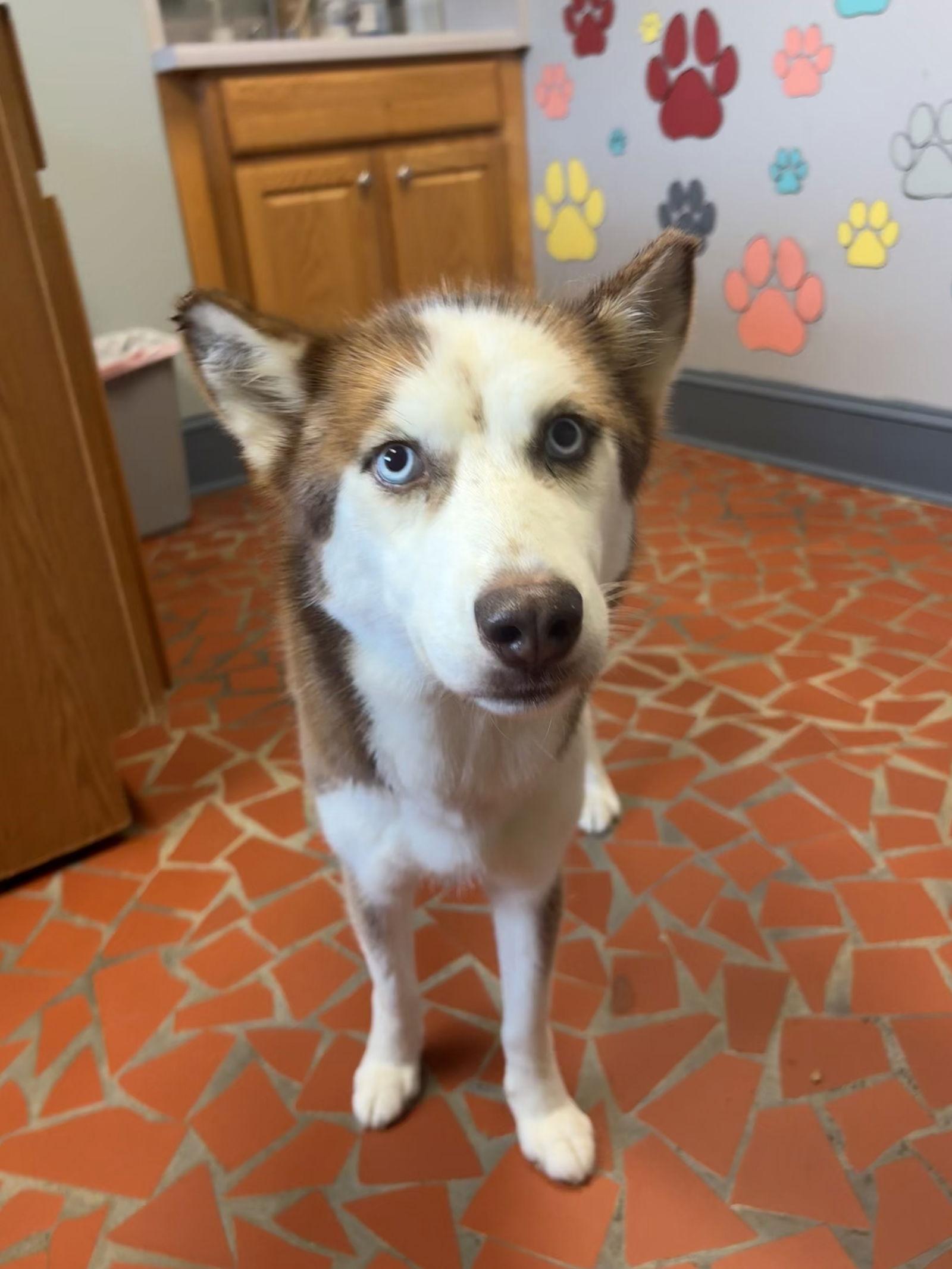 Enlarge Aero, a Adopted Husky in Raleigh, NC image 1/3
