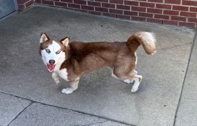 Enlarge Aero, a Adopted Husky in Raleigh, NC image 2/3