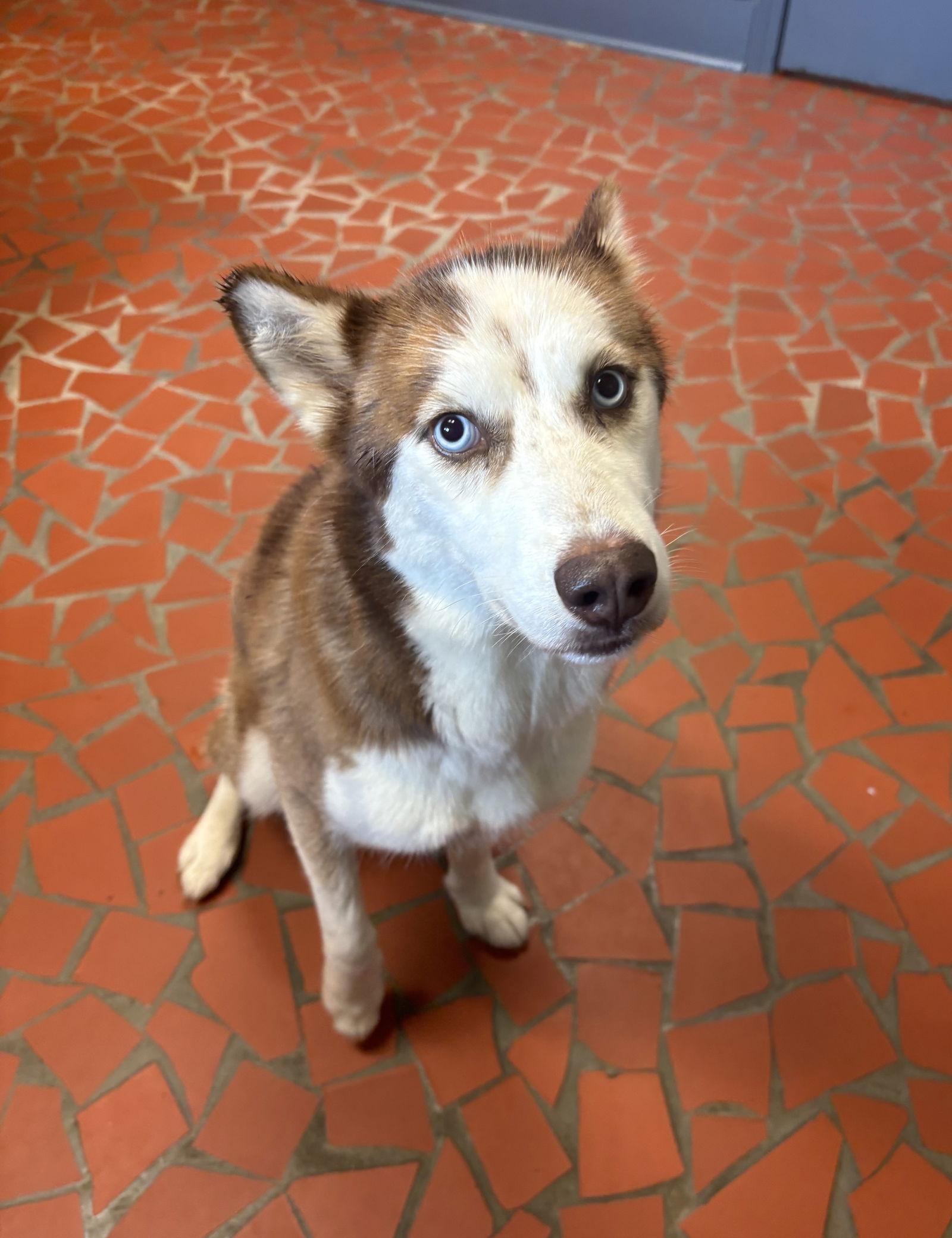 Enlarge Aero, a Adopted Husky in Raleigh, NC image 3/3