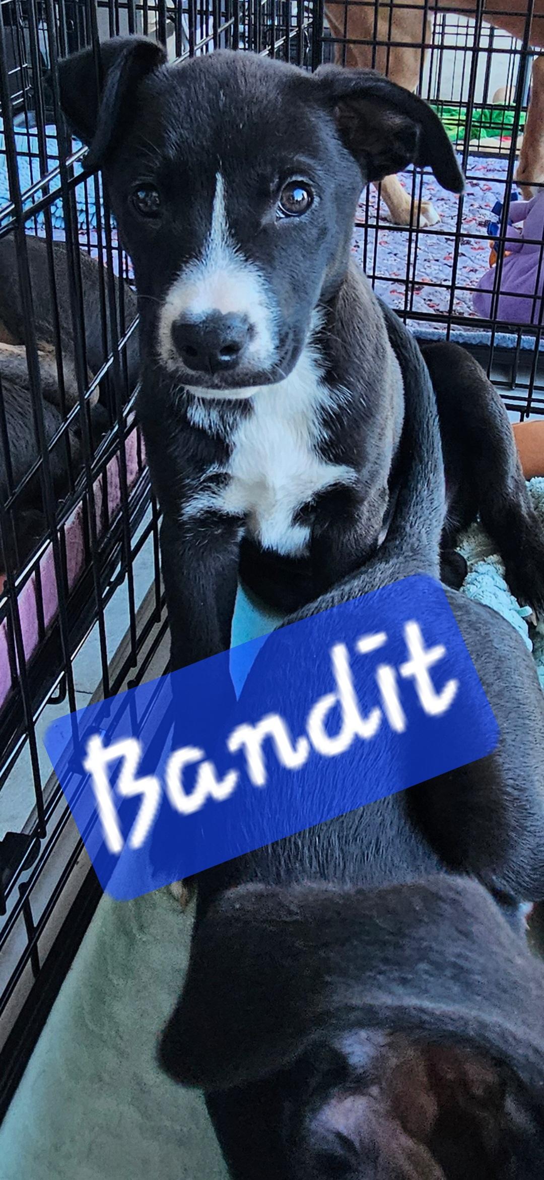 Enlarge Shadow and Bandit , a ADOPTABLE mixed breed in Brooksville, FL image 2/4