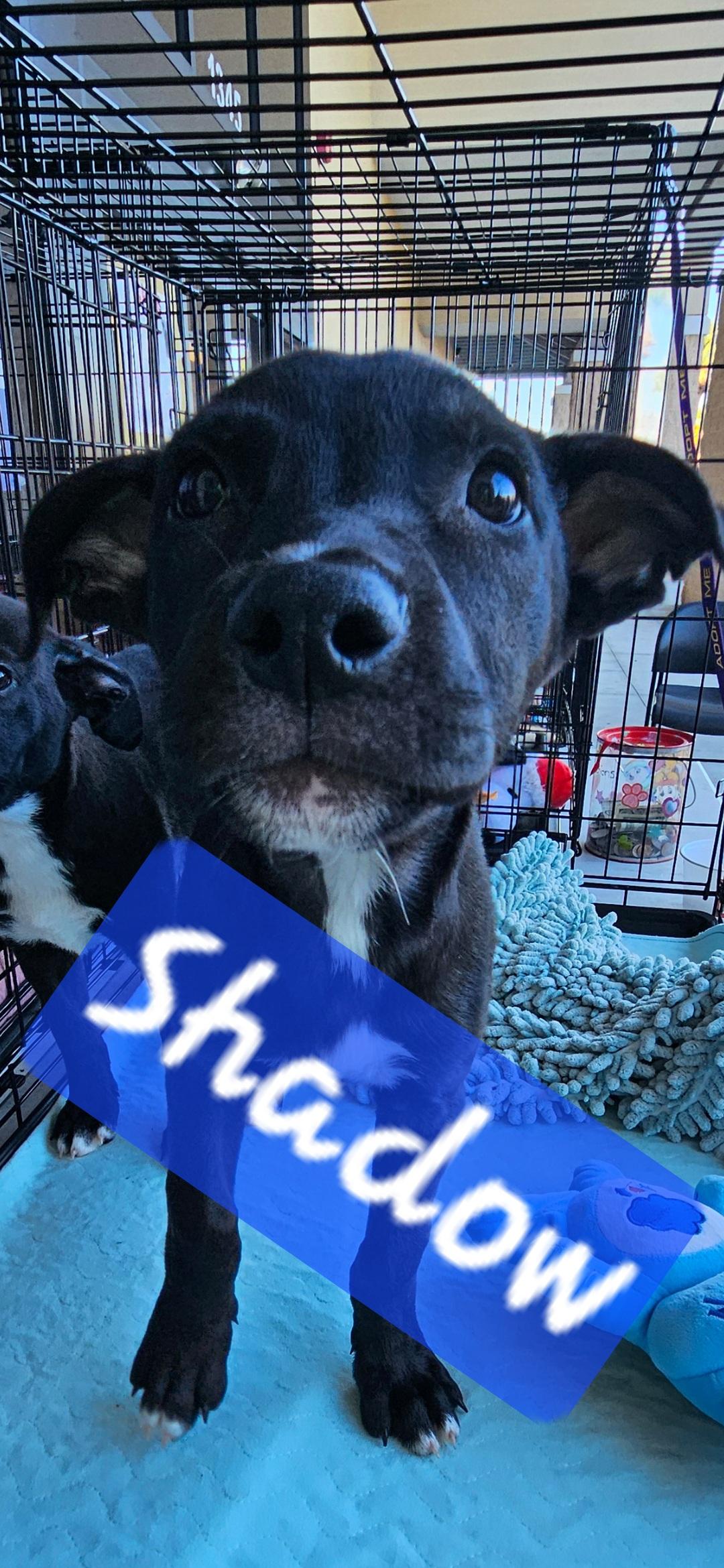 Enlarge Shadow and Bandit , a ADOPTABLE mixed breed in Brooksville, FL image 4/4