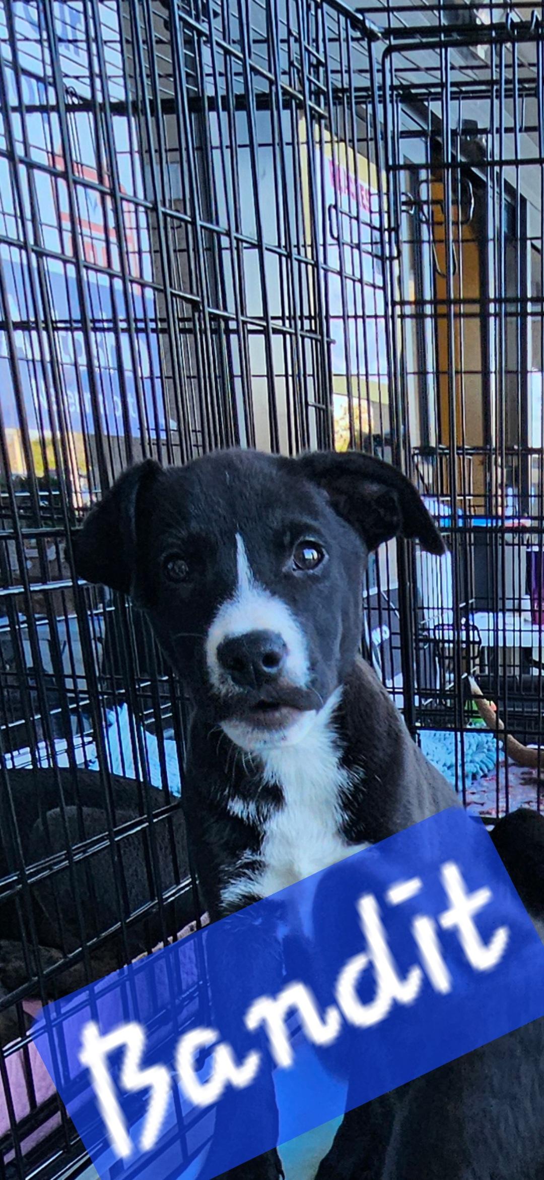 Shadow and Bandit , ADOPTABLE, Puppy Male Black Labrador Retriever.