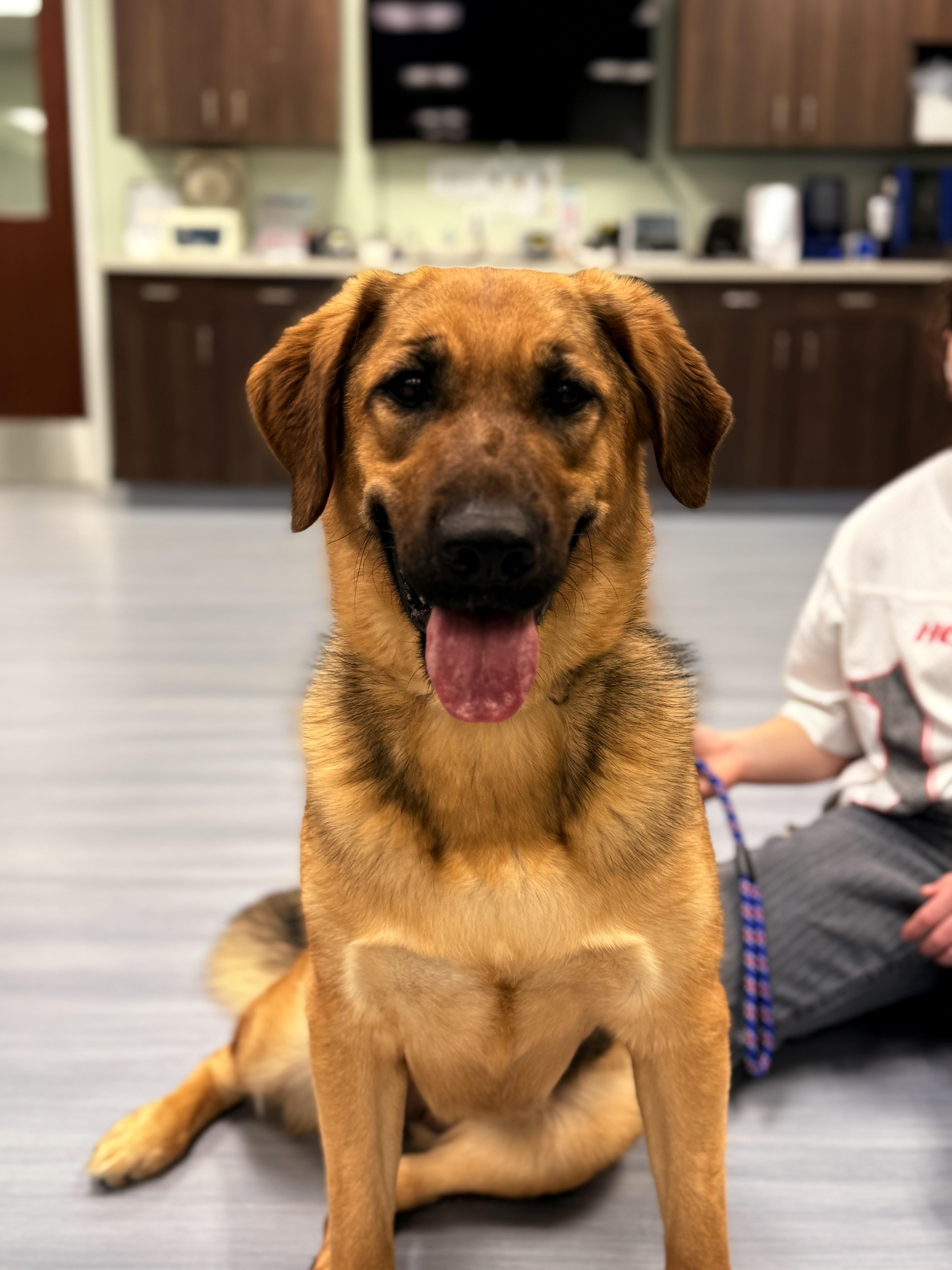 Ginger , adopted, Adult Female German Shepherd Dog & Golden Retriever.