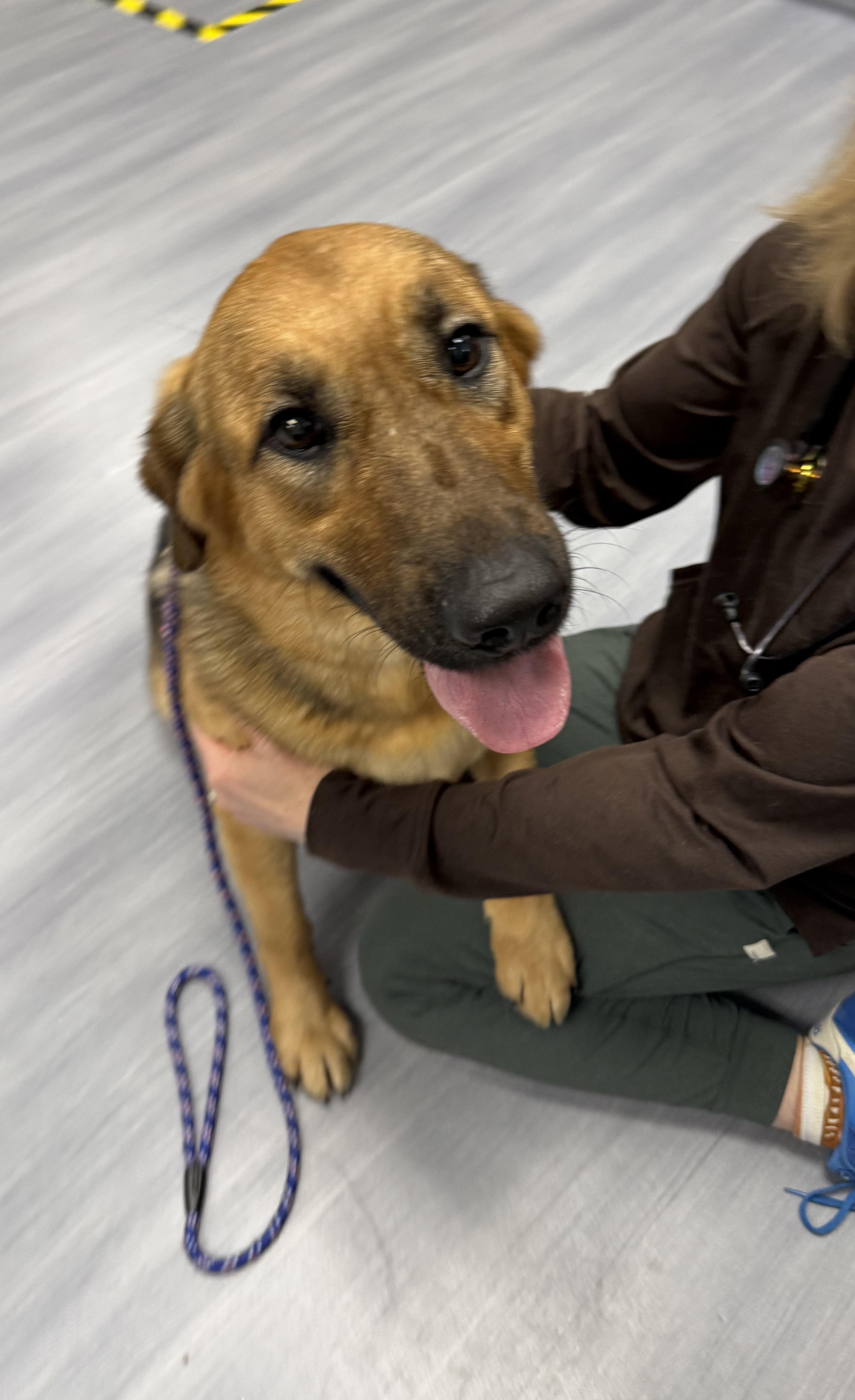 Enlarge Ginger , an adopted mixed breed in Milford, CT image 6/6