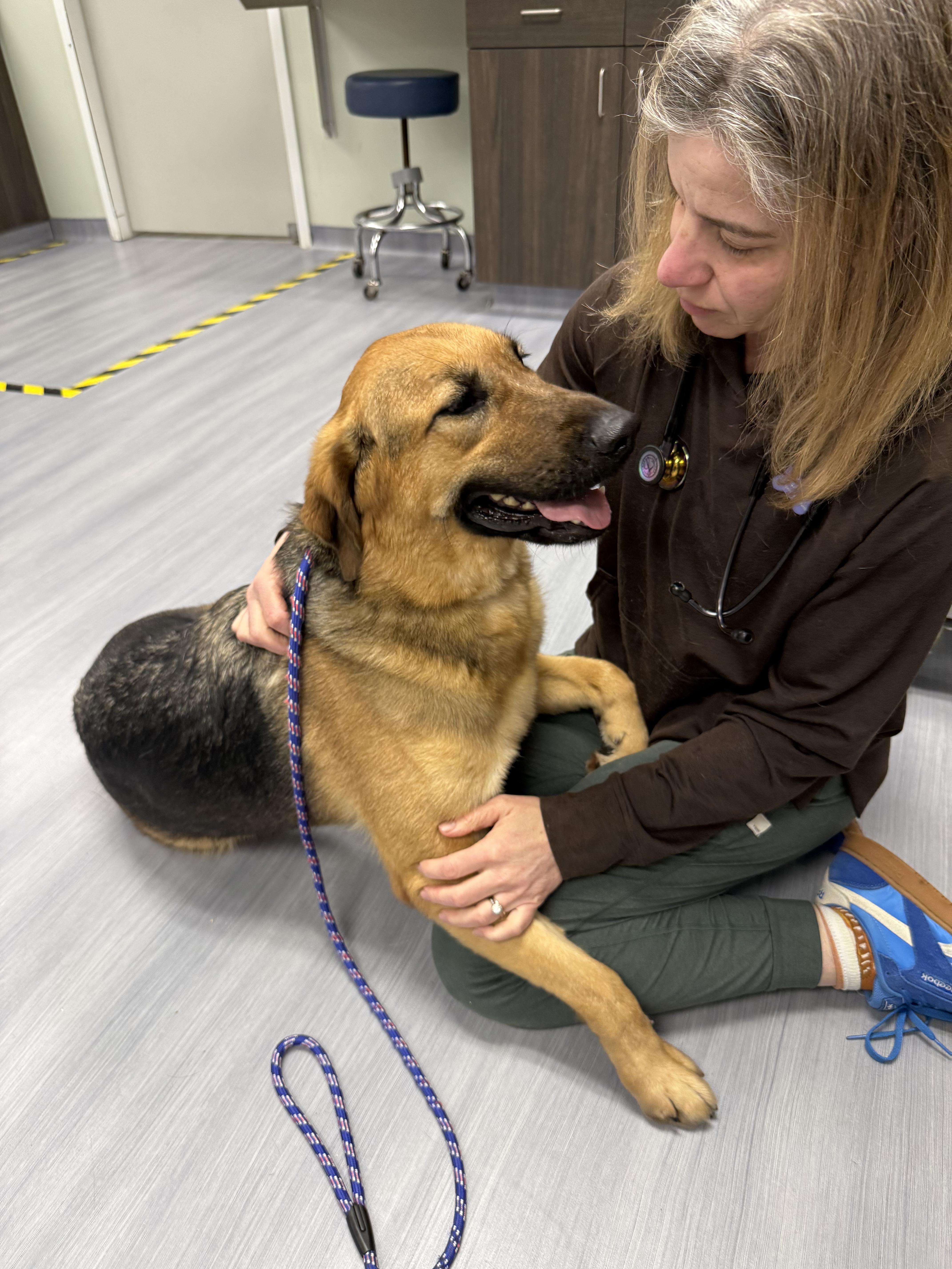 Enlarge Ginger , an adopted mixed breed in Milford, CT image 2/6