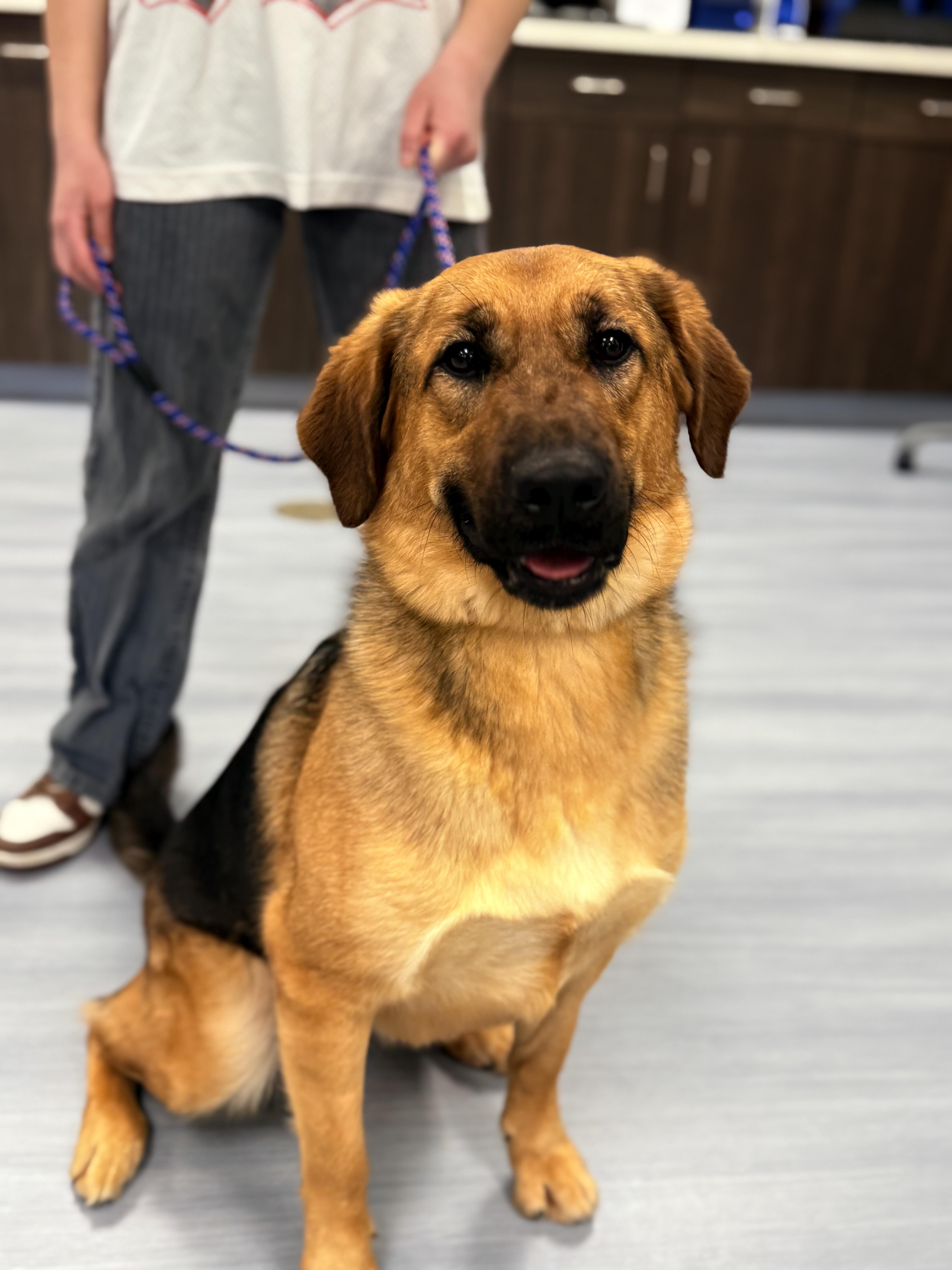 Enlarge Ginger , an adopted mixed breed in Milford, CT image 4/6