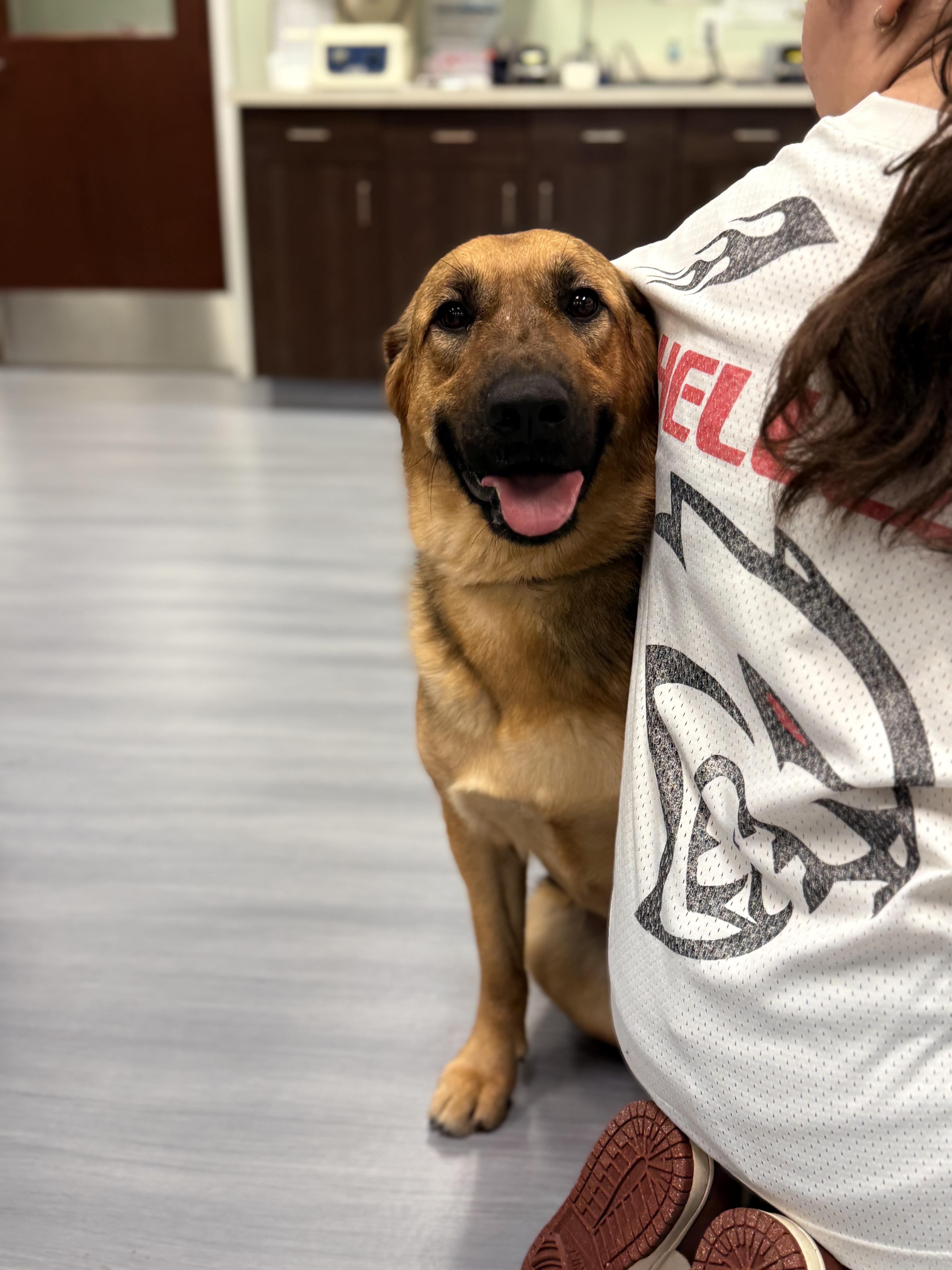 Enlarge Ginger , an adopted mixed breed in Milford, CT image 3/6